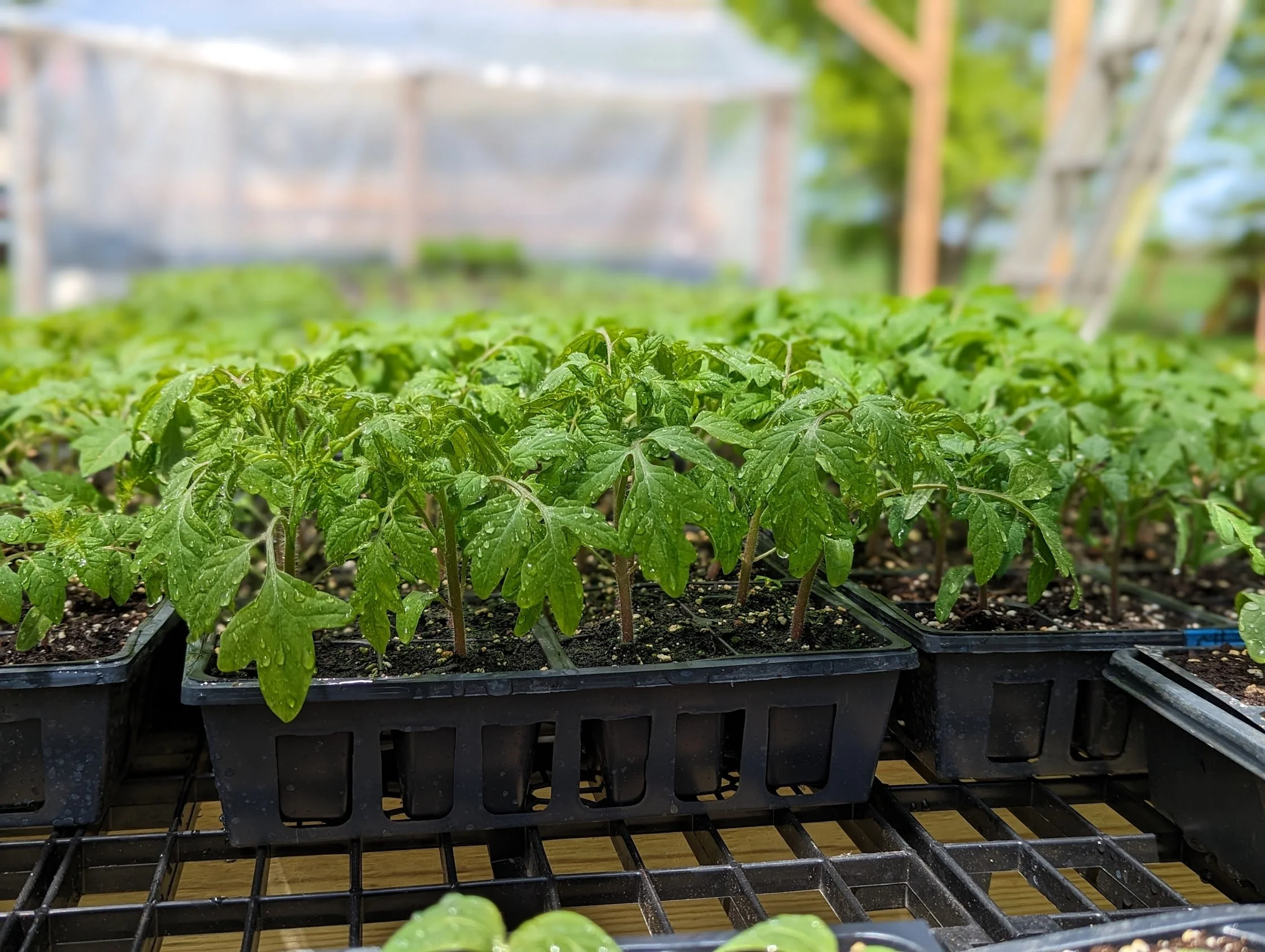 Dr. Wyche's Tomato Plant (single)