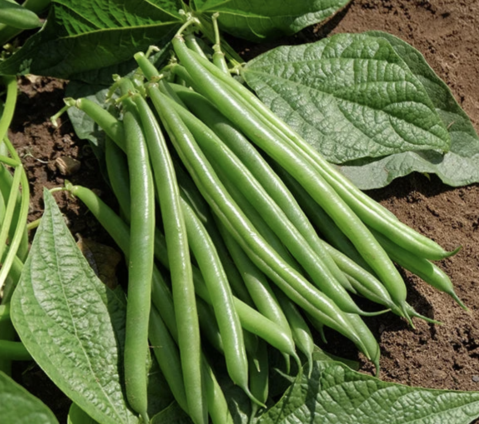 Green Beans by the 1/2 lb