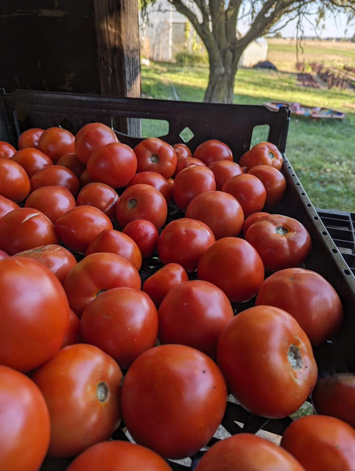 caiman tomatoes.jpg