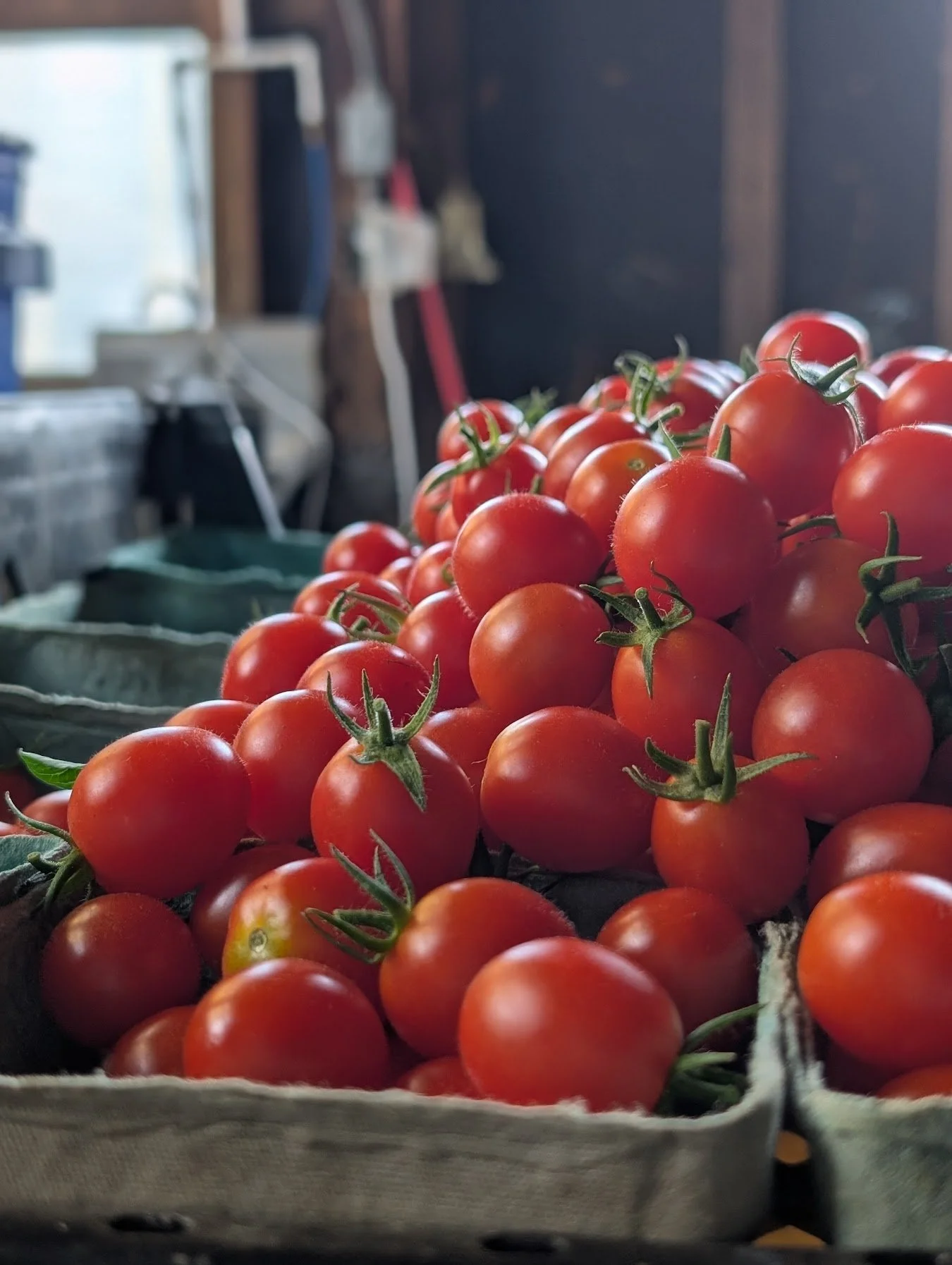 cherry tomato pints.jpg