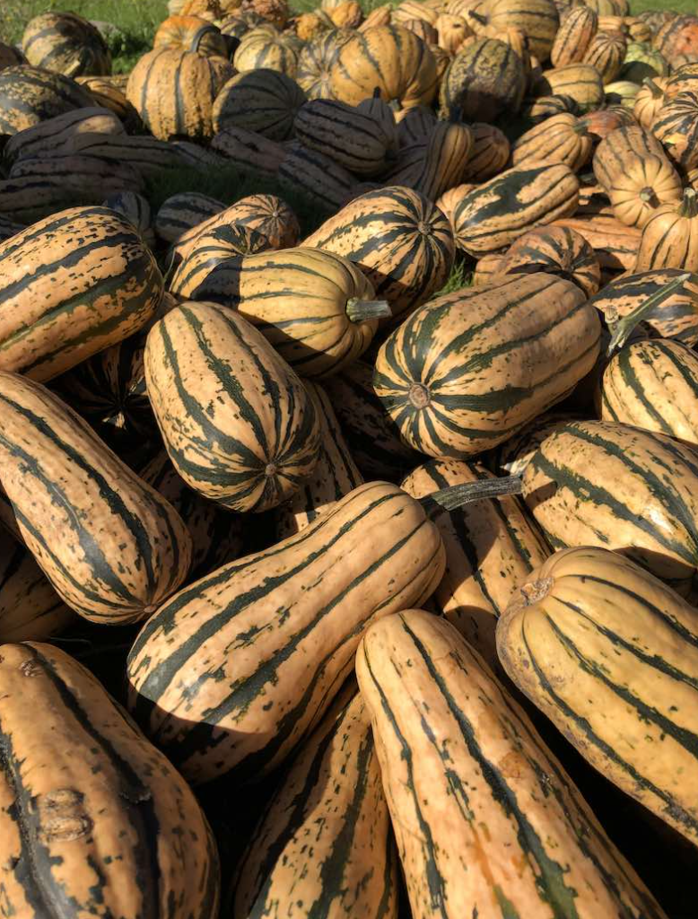 Delicata Squash