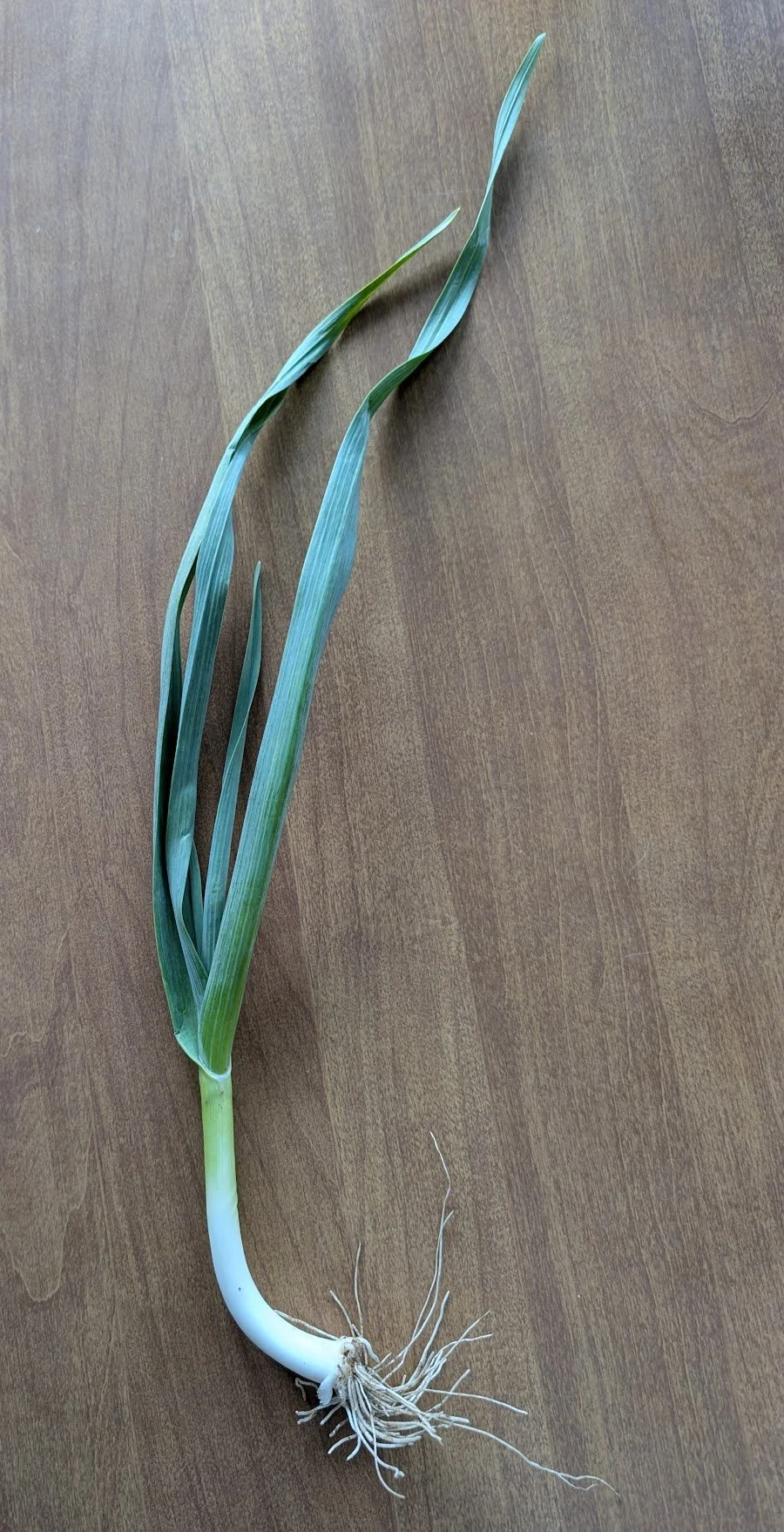 green garlic.jpg