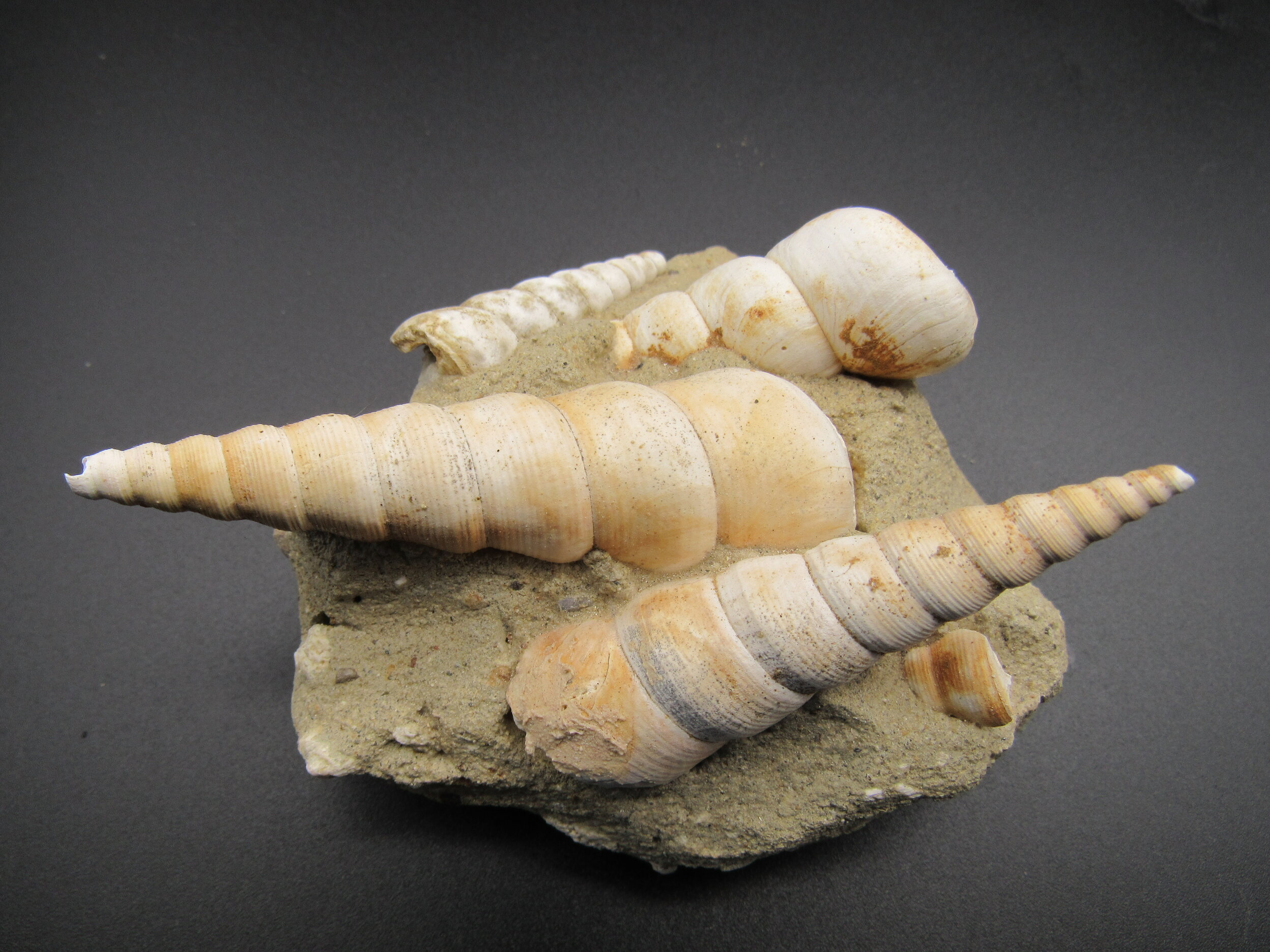 Turritella (Gastropod) - France