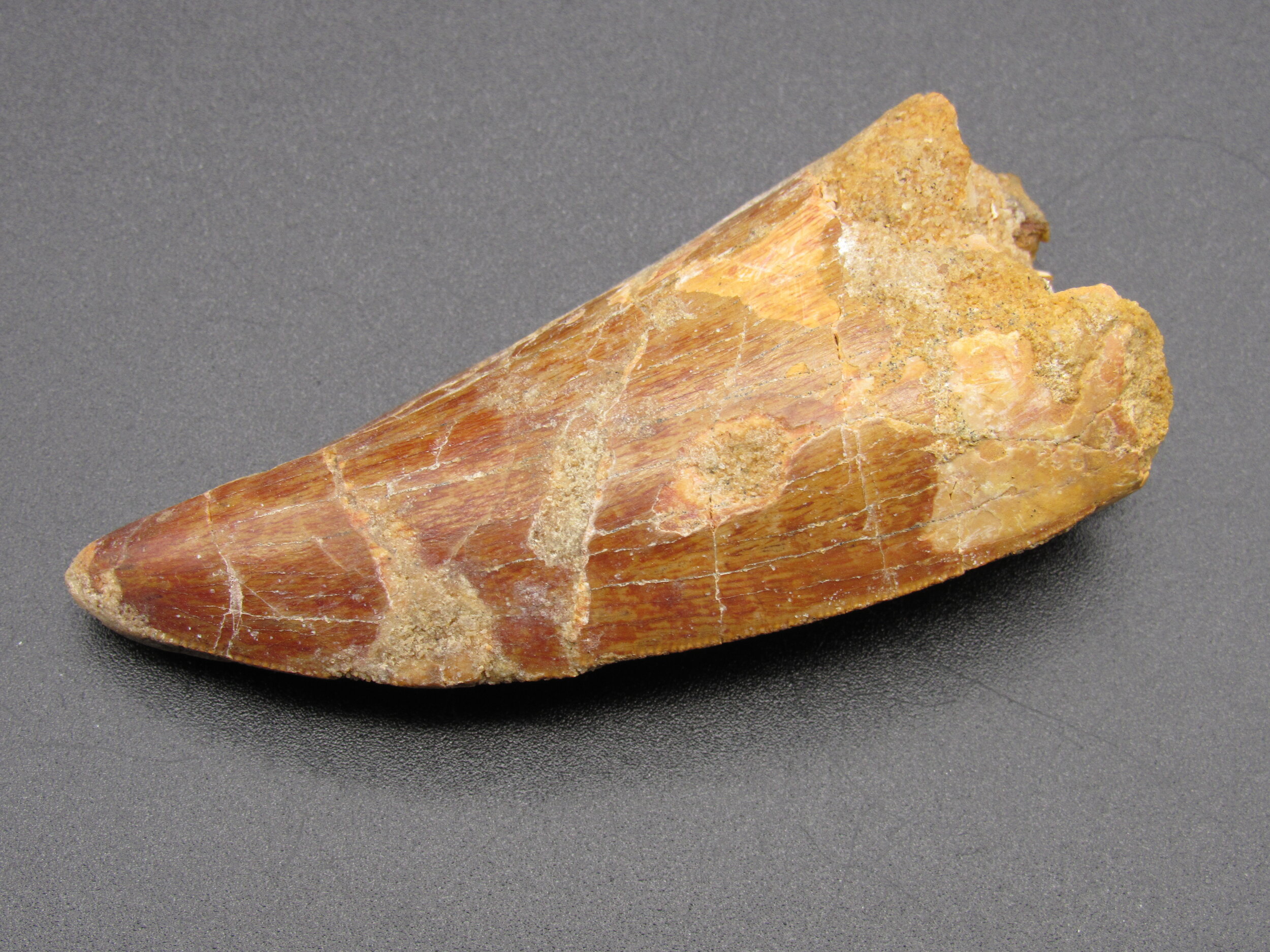 Carcharodontosaurus Tooth  -  Morroco