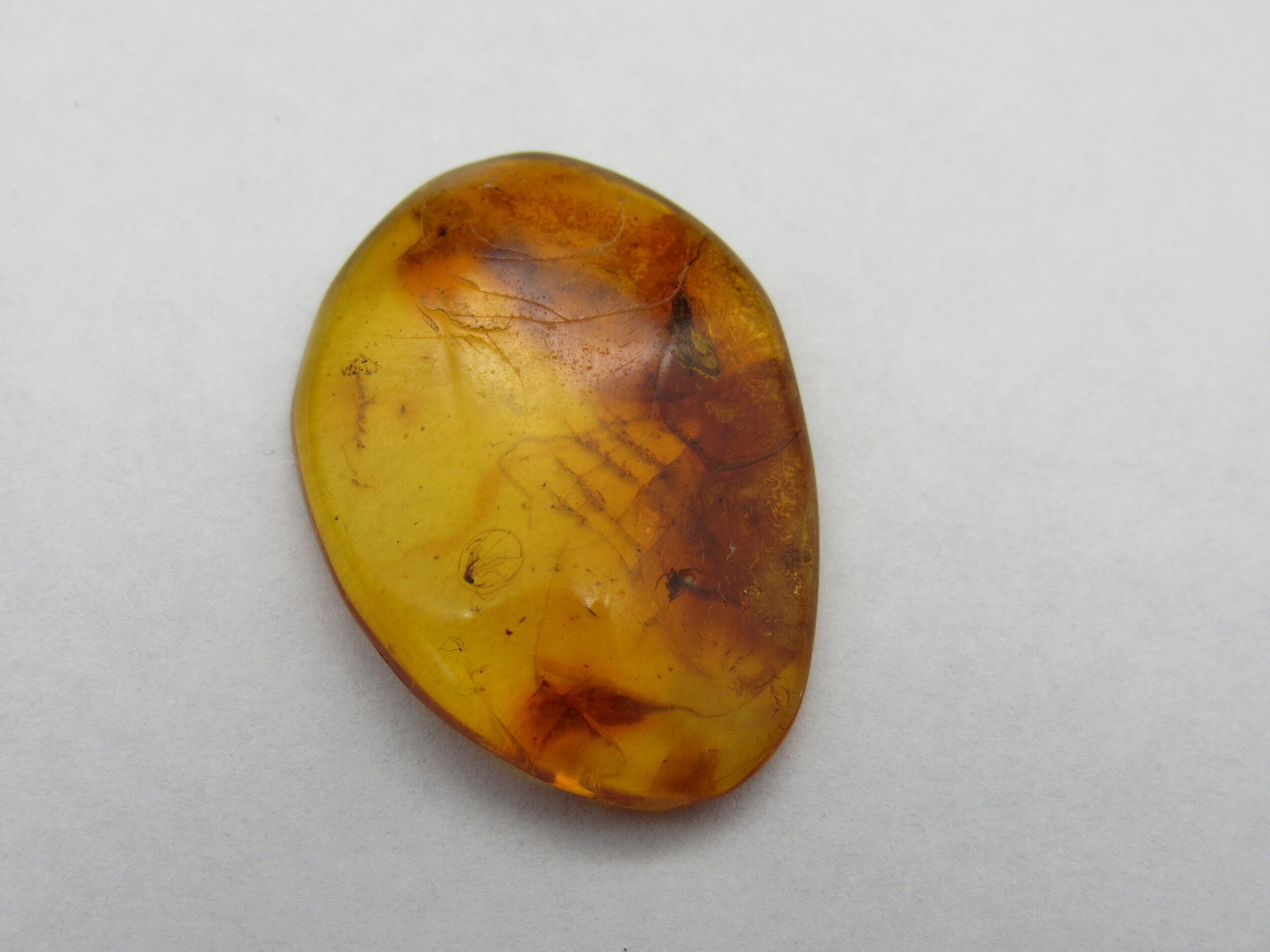 Insect in Amber  -  Lithuania