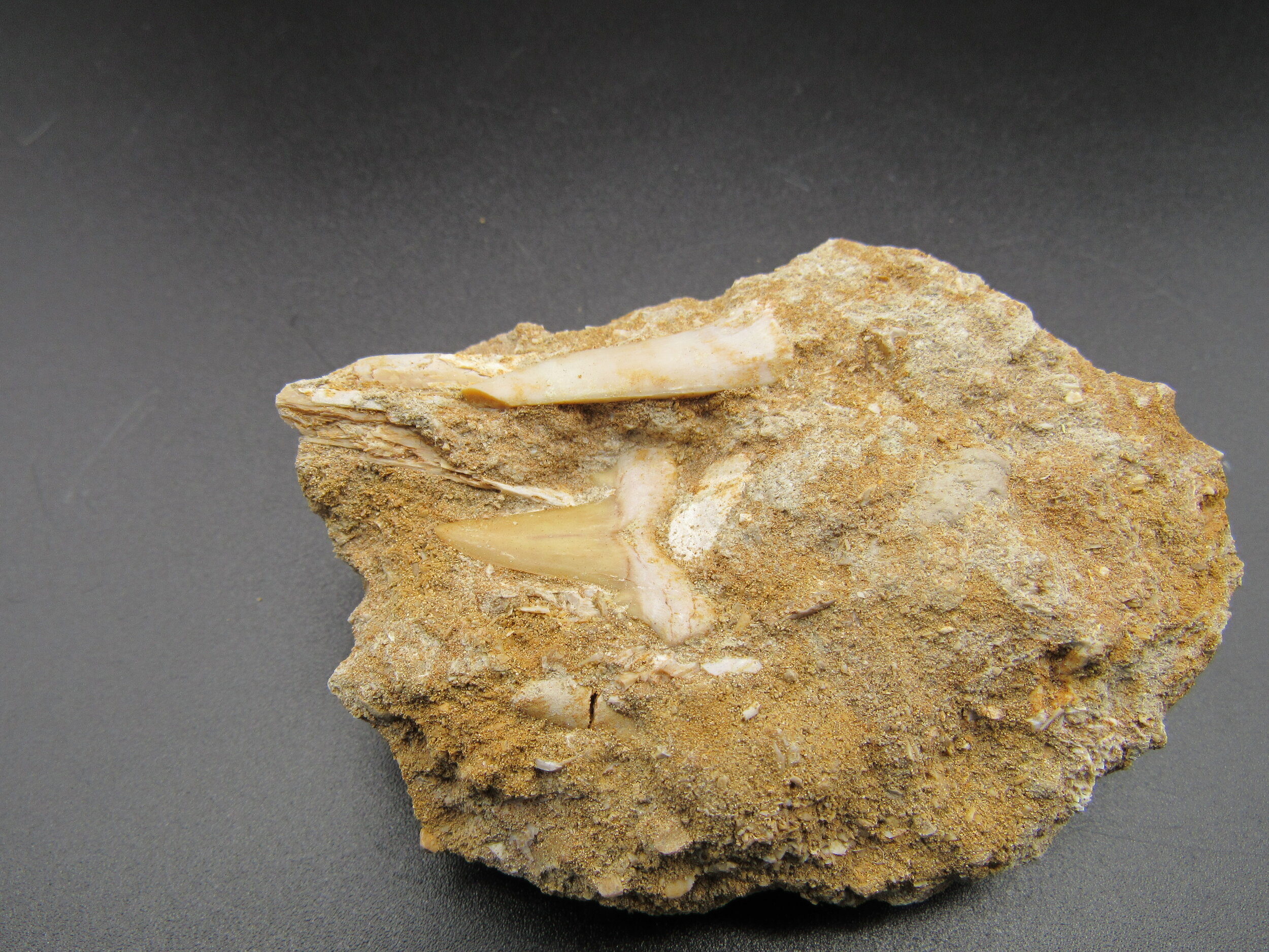 Enchodus &amp; Shark Teeth  - Morocco