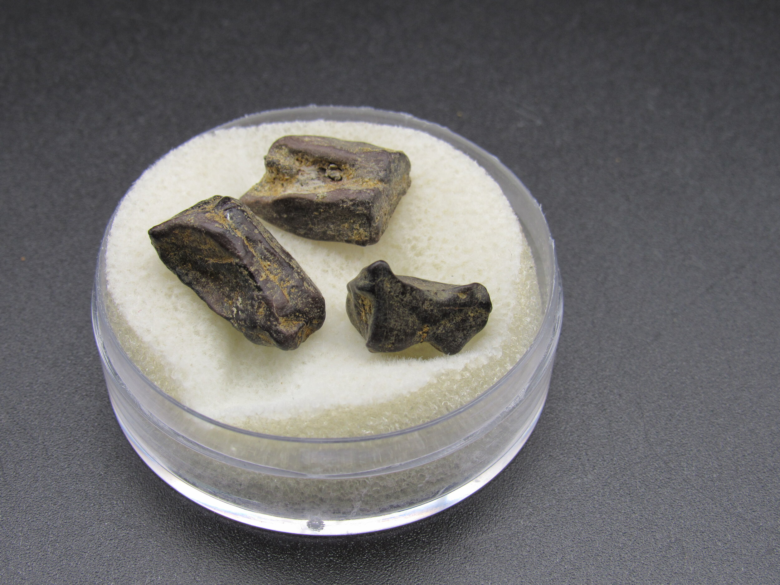 Edmontosaurus Dinosaur Teeth  -  Montana
