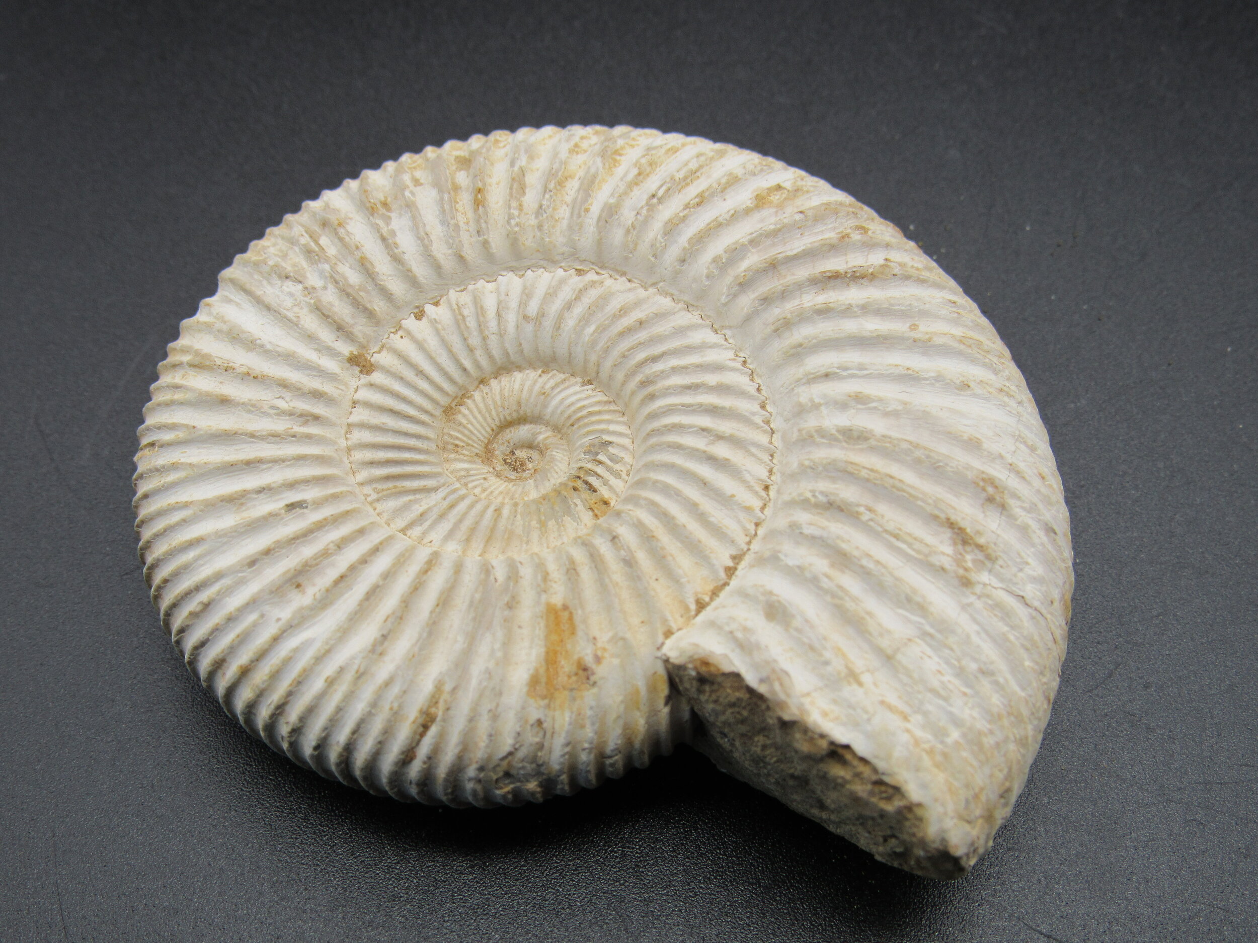 Ammonite  -  Madagascar