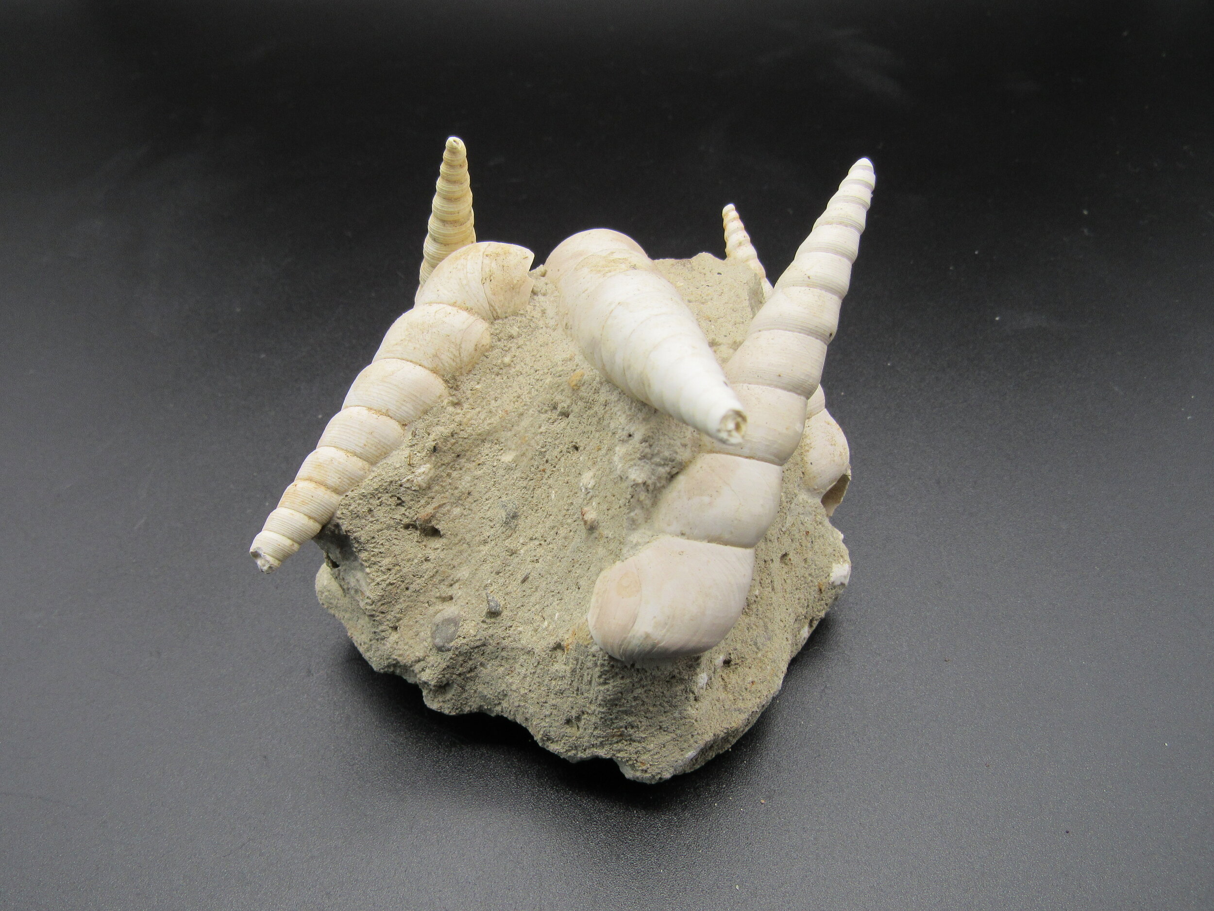 Turritella (Gastropod) - France