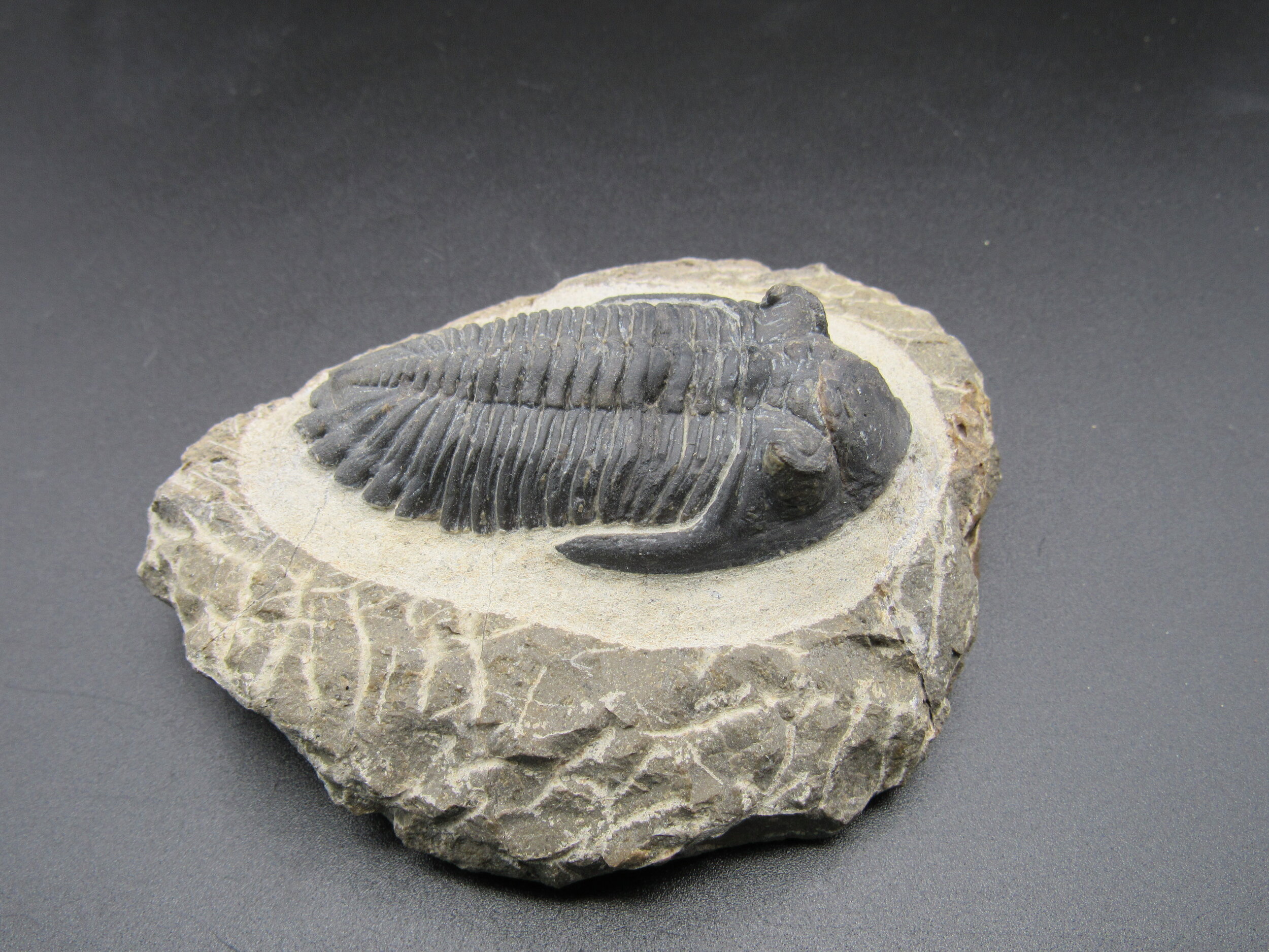 Trilobite Hollardops merocristata  -  Morocco