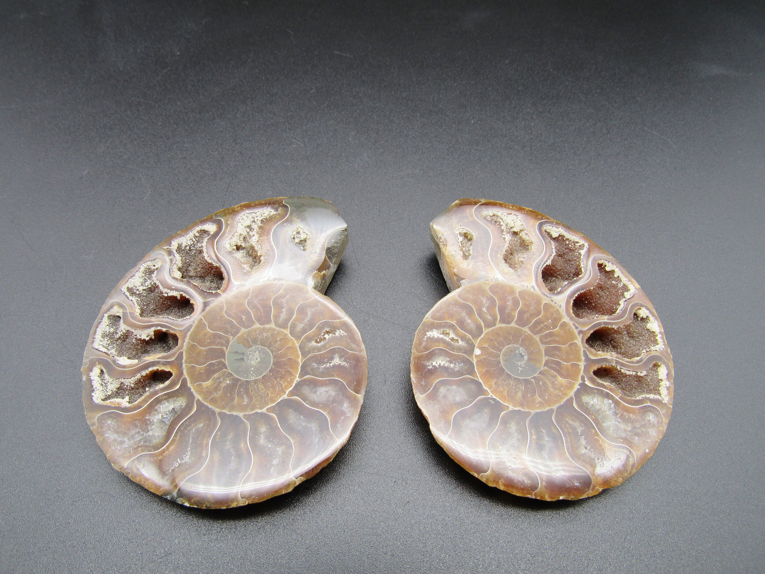 Ammonite (polished Pair)  - Madagascar