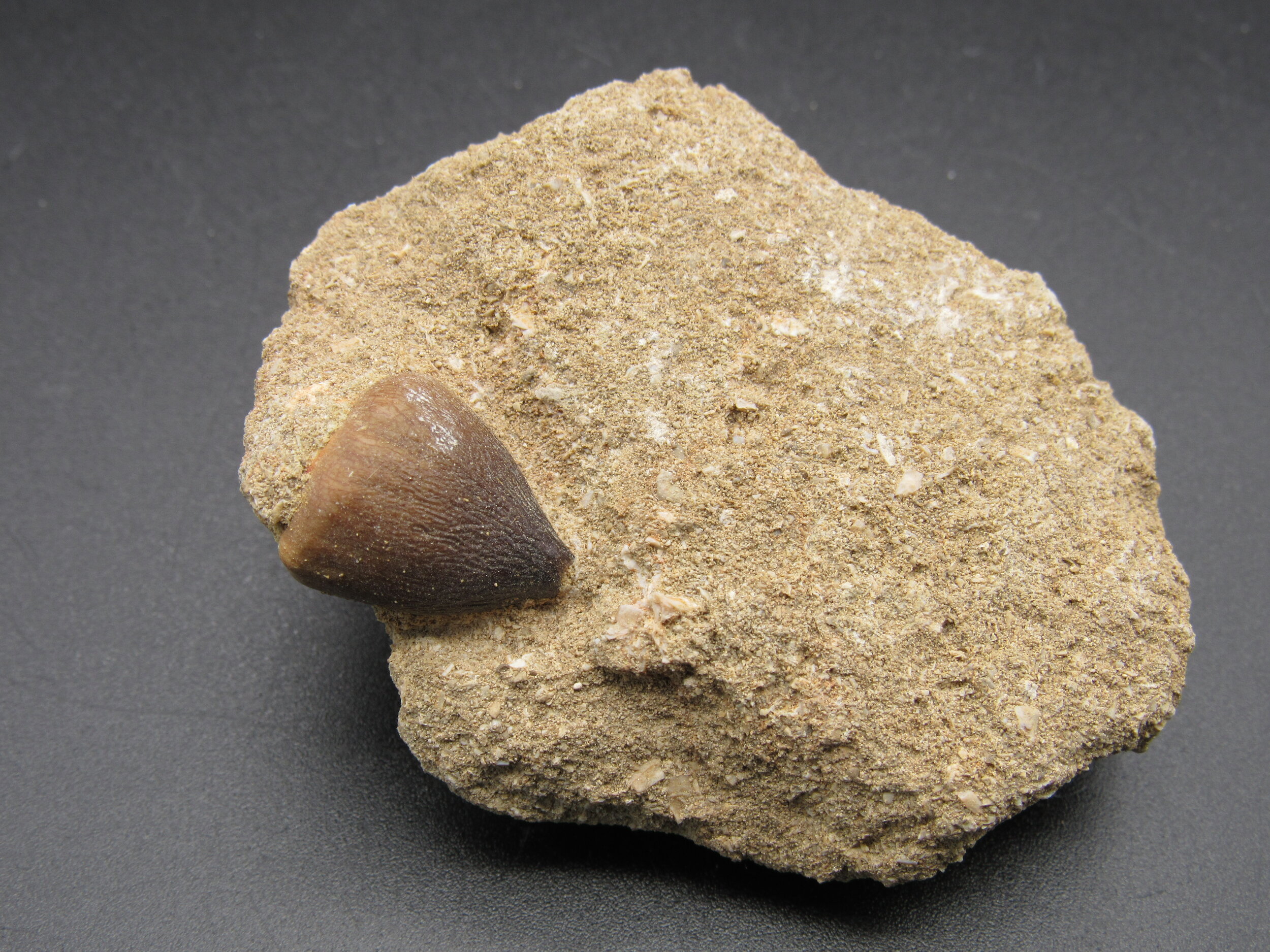 Globidens tooth  - Morocco