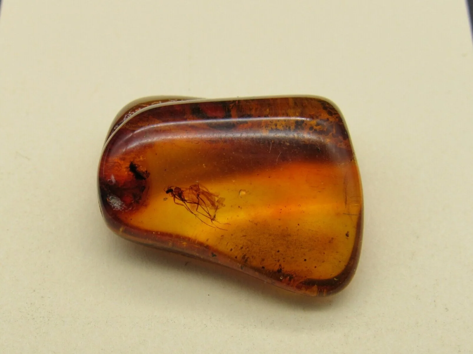 Insect in Amber - Lithuania