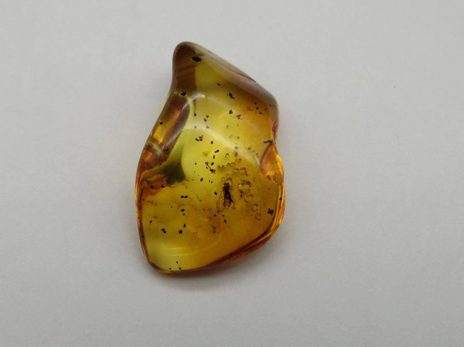 Insect in Amber - Lithuania