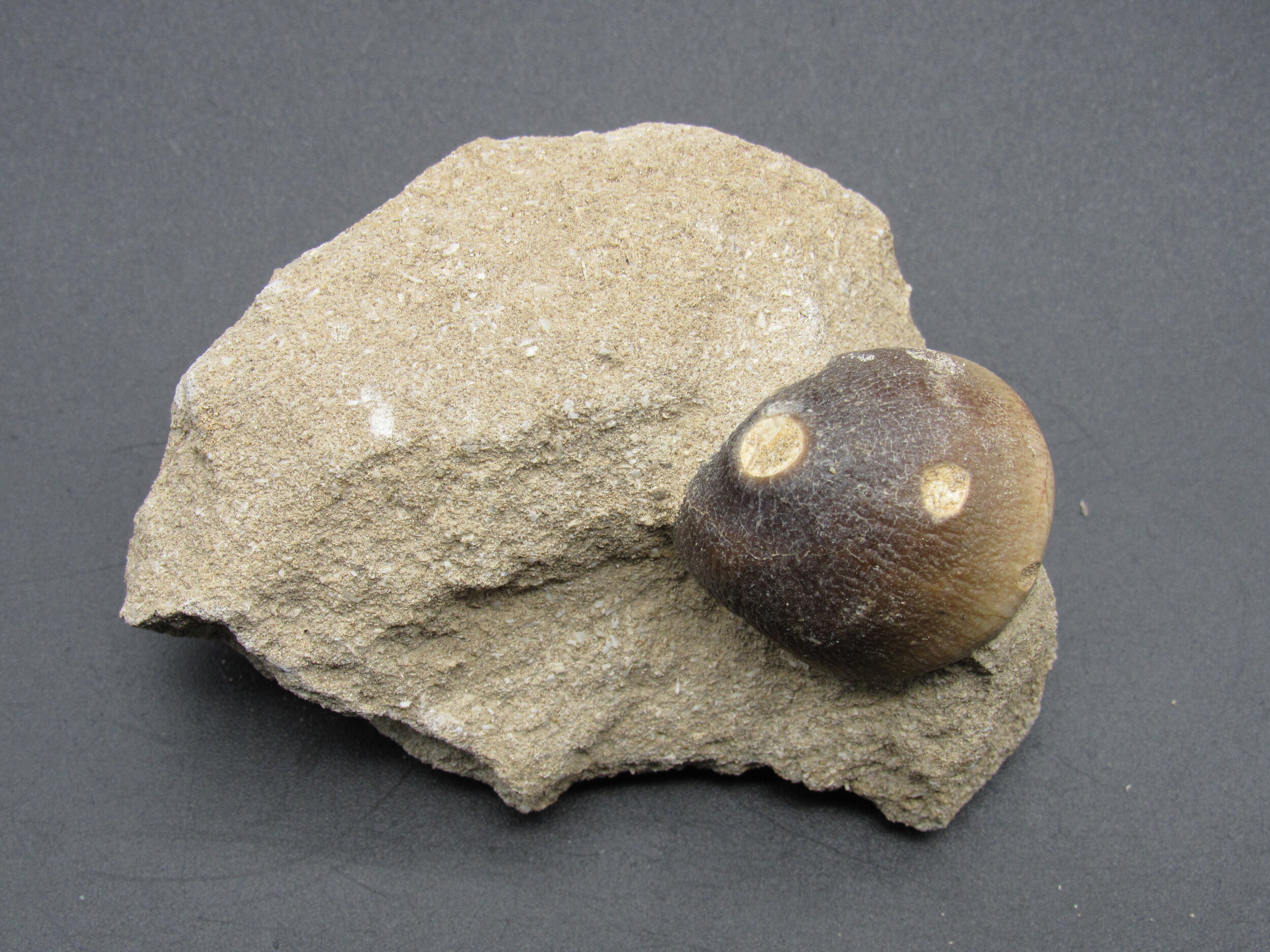 Globidens Tooth - Morocco 