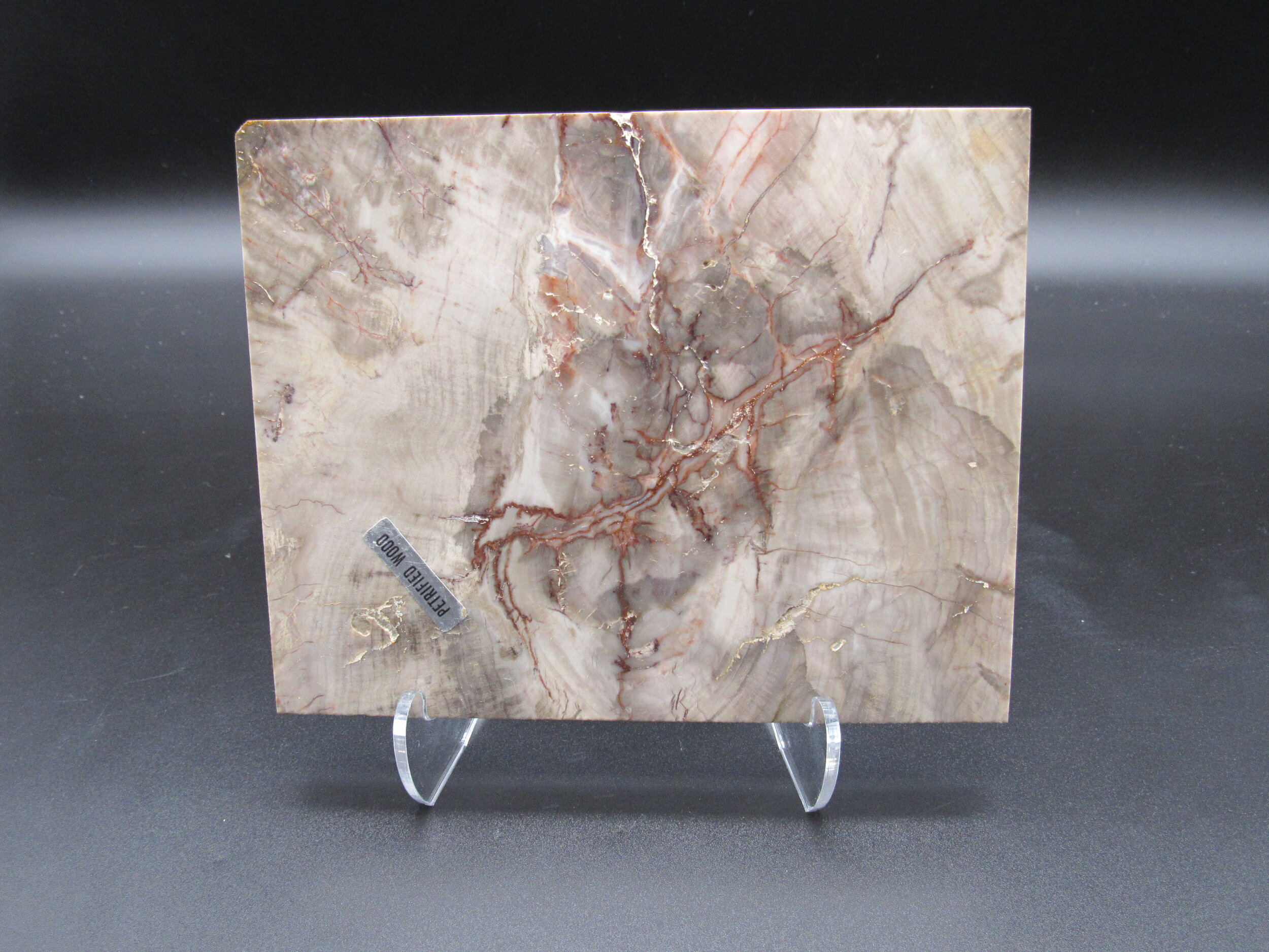 Petrified Wood Tile  -  Western USA