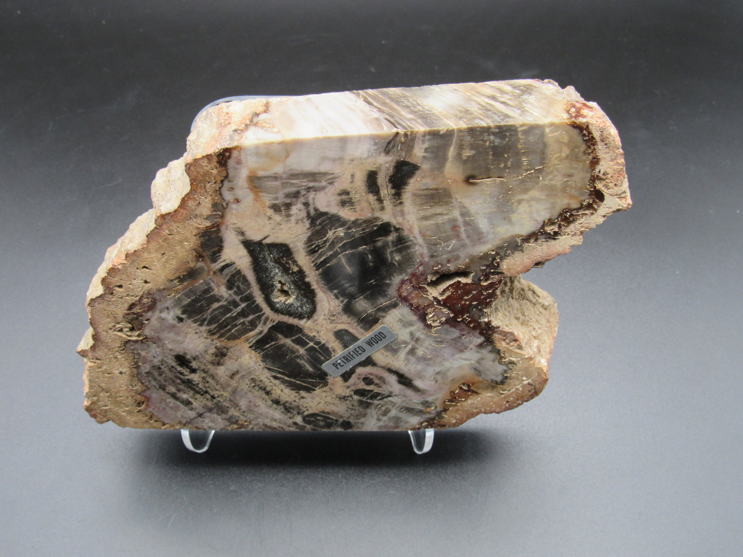 Petrified Wood Polished Slab - Western USA