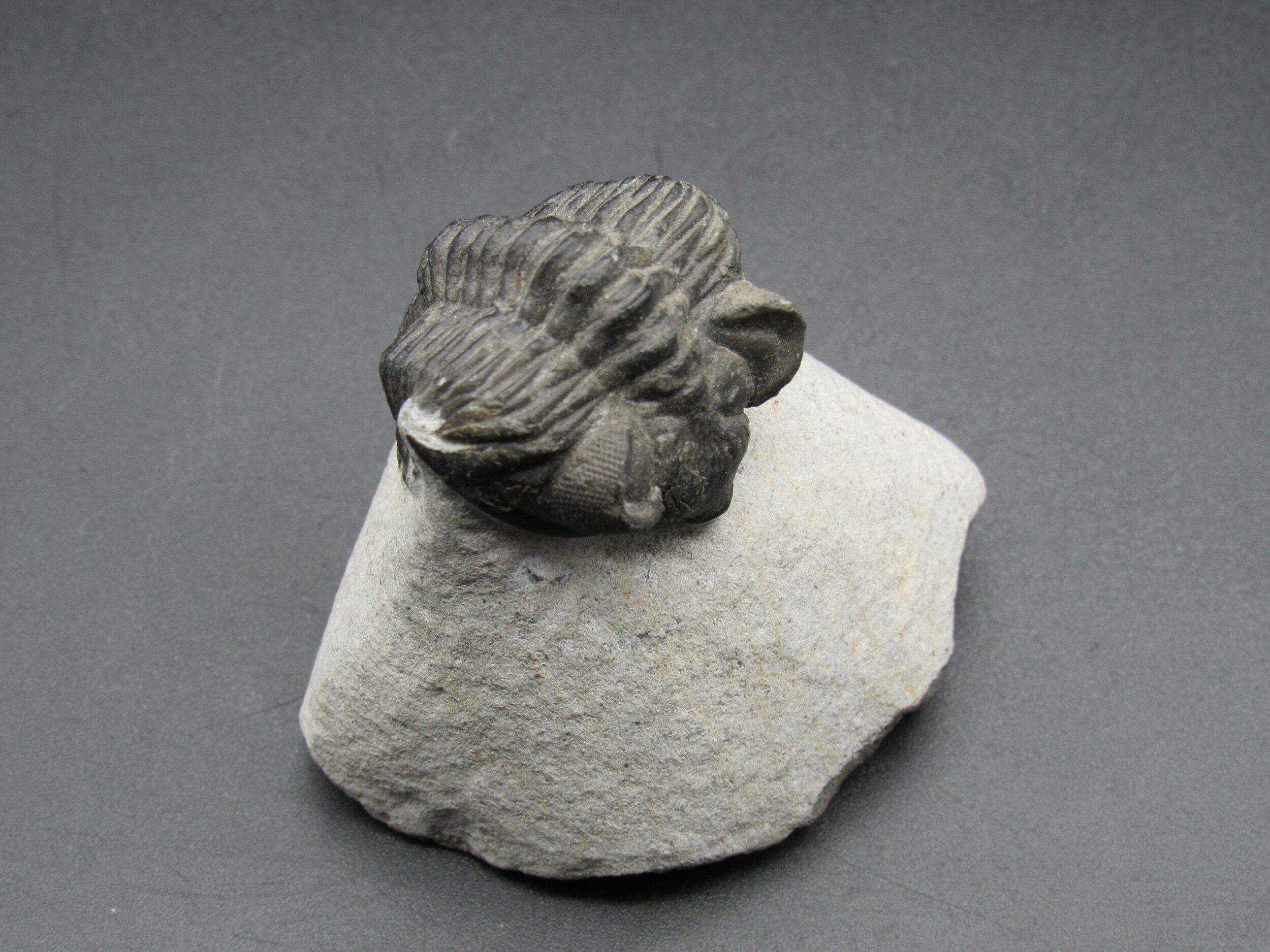 Trilobite oltraneia (Treveropyge) - Morocco