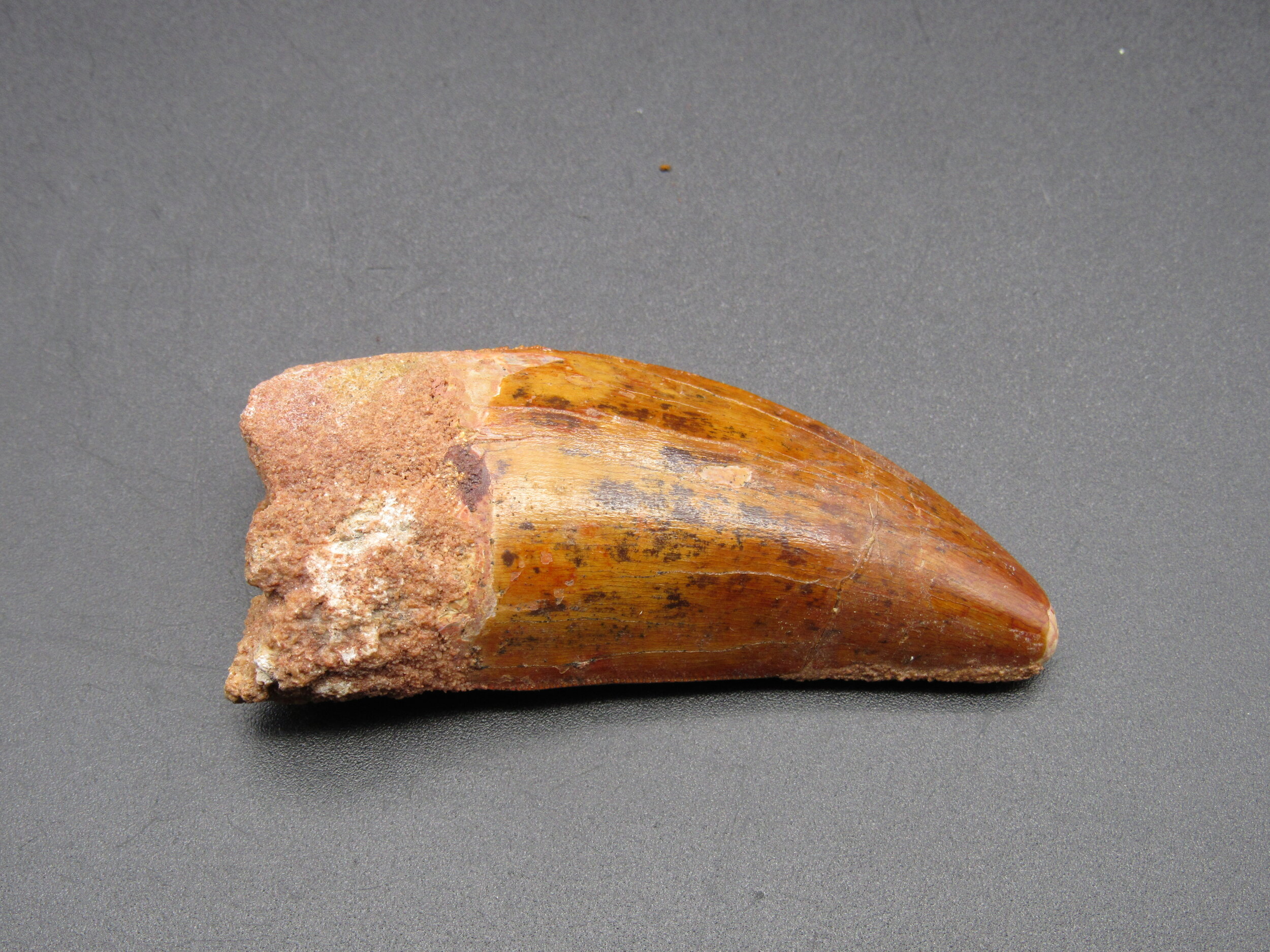 Carcharodontosaurus Tooth - Morroco
