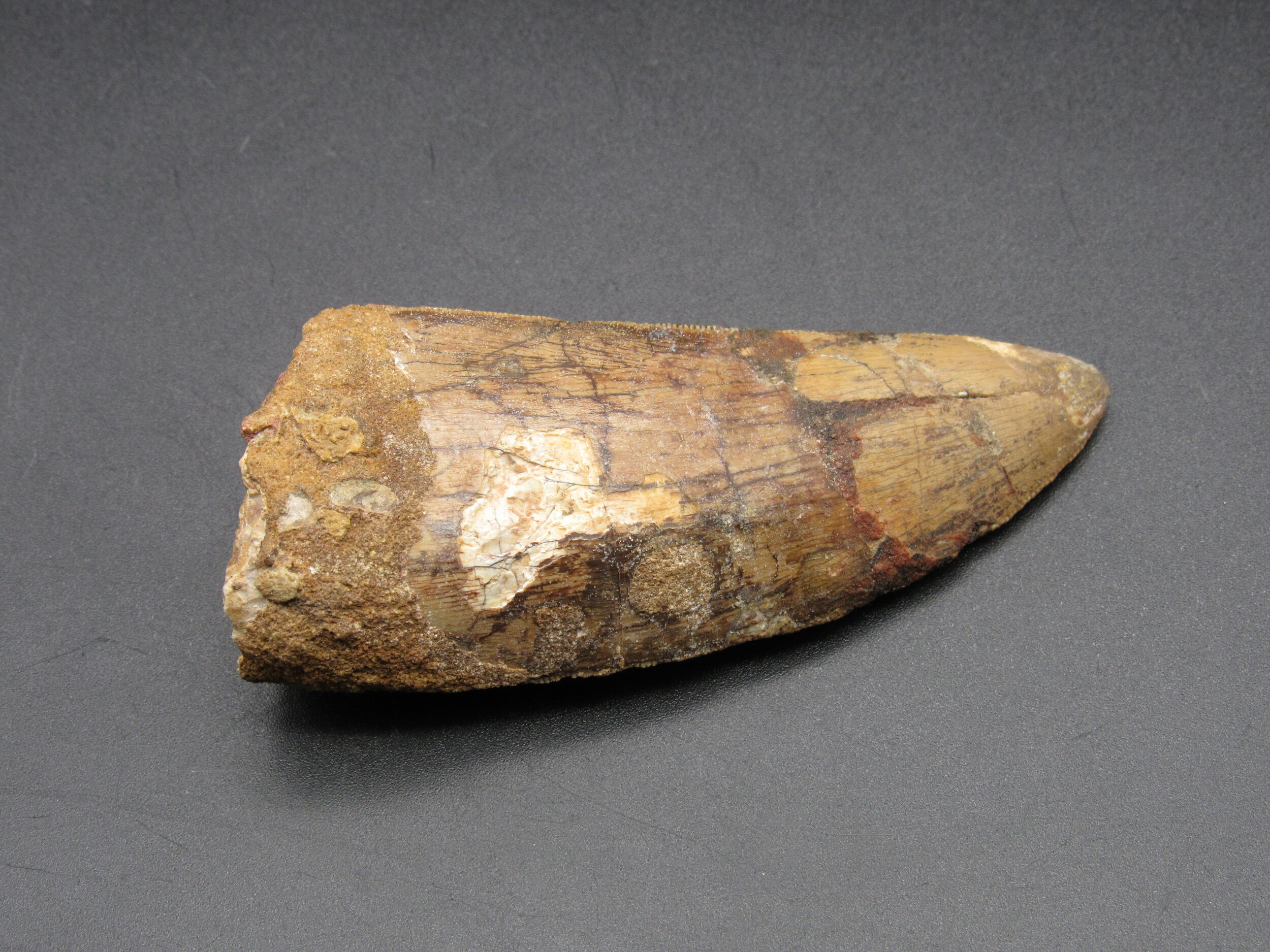Carcharodontosaurus Tooth - Morroco