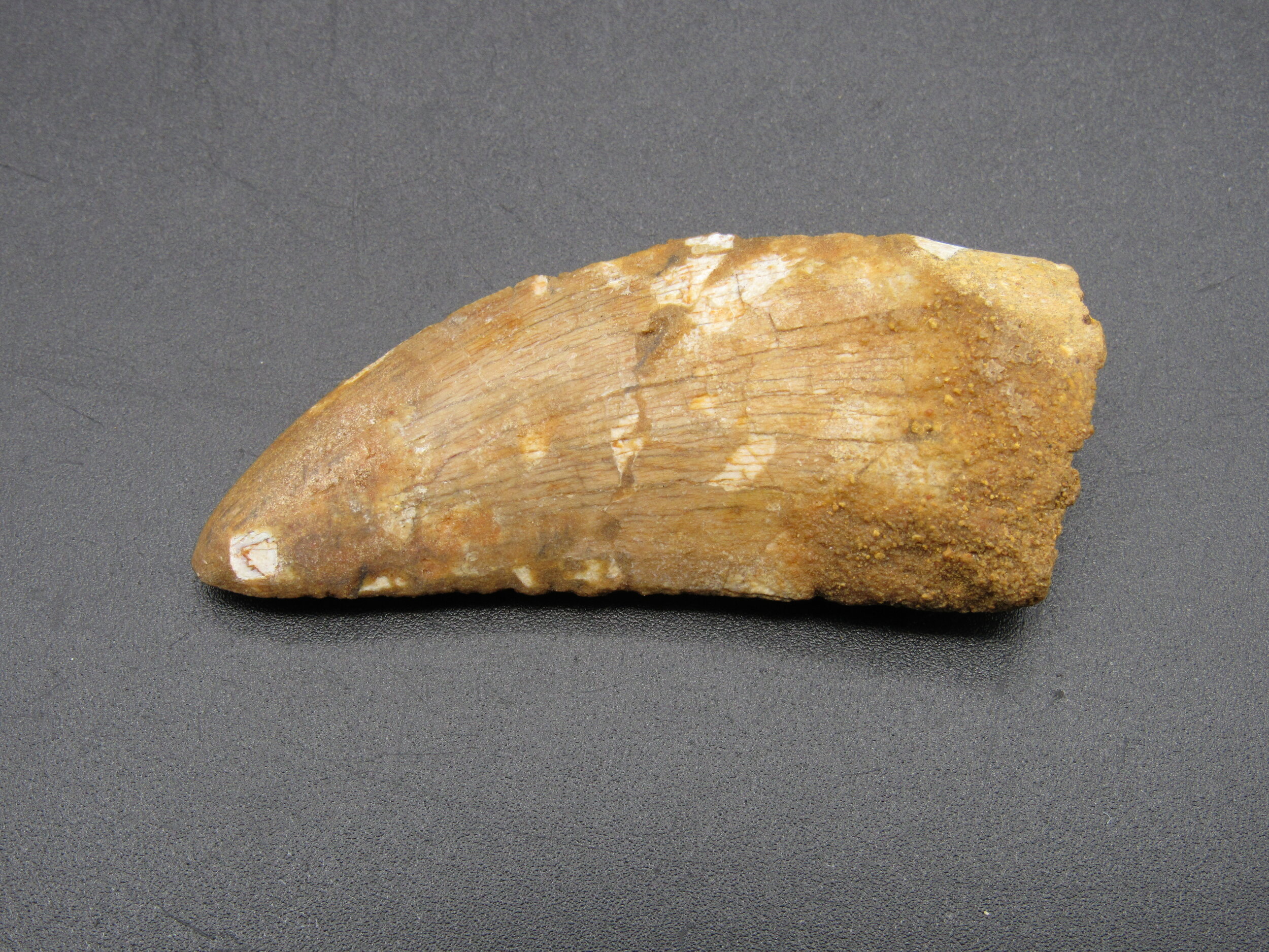 Carcharodontosaurus Tooth - Morroco