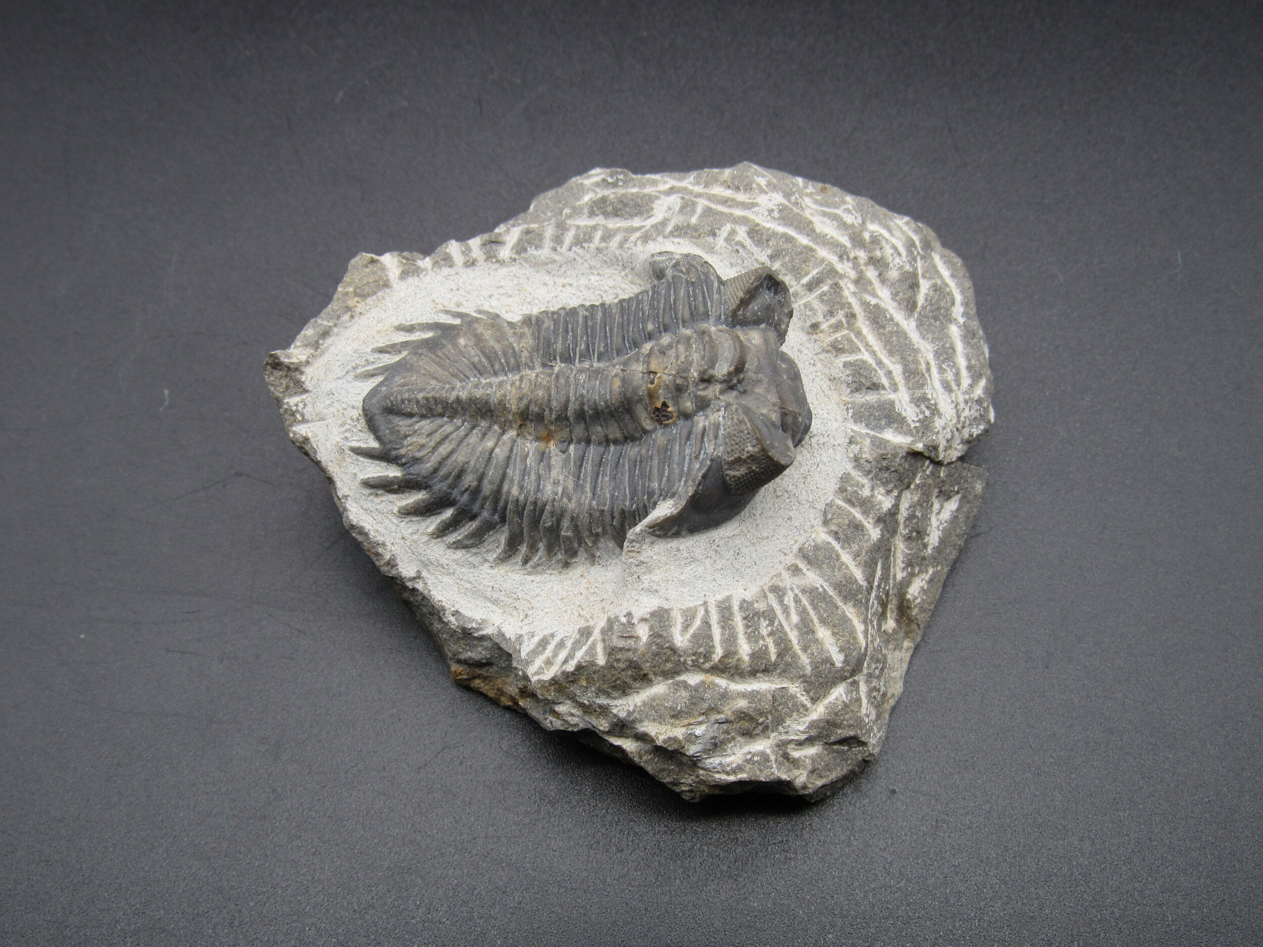 Trilobite oltraneia (Treveropyge) - Morocco
