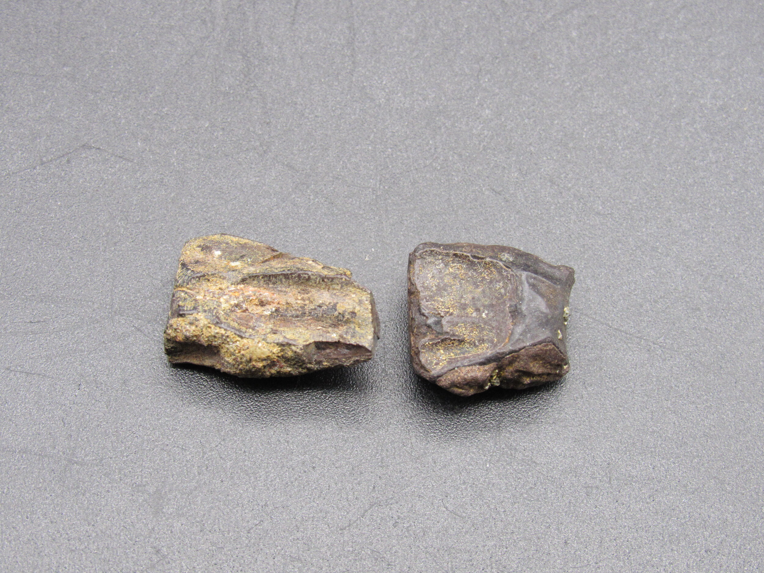 Edmontosaurus Dinosaur Teeth - Montana 