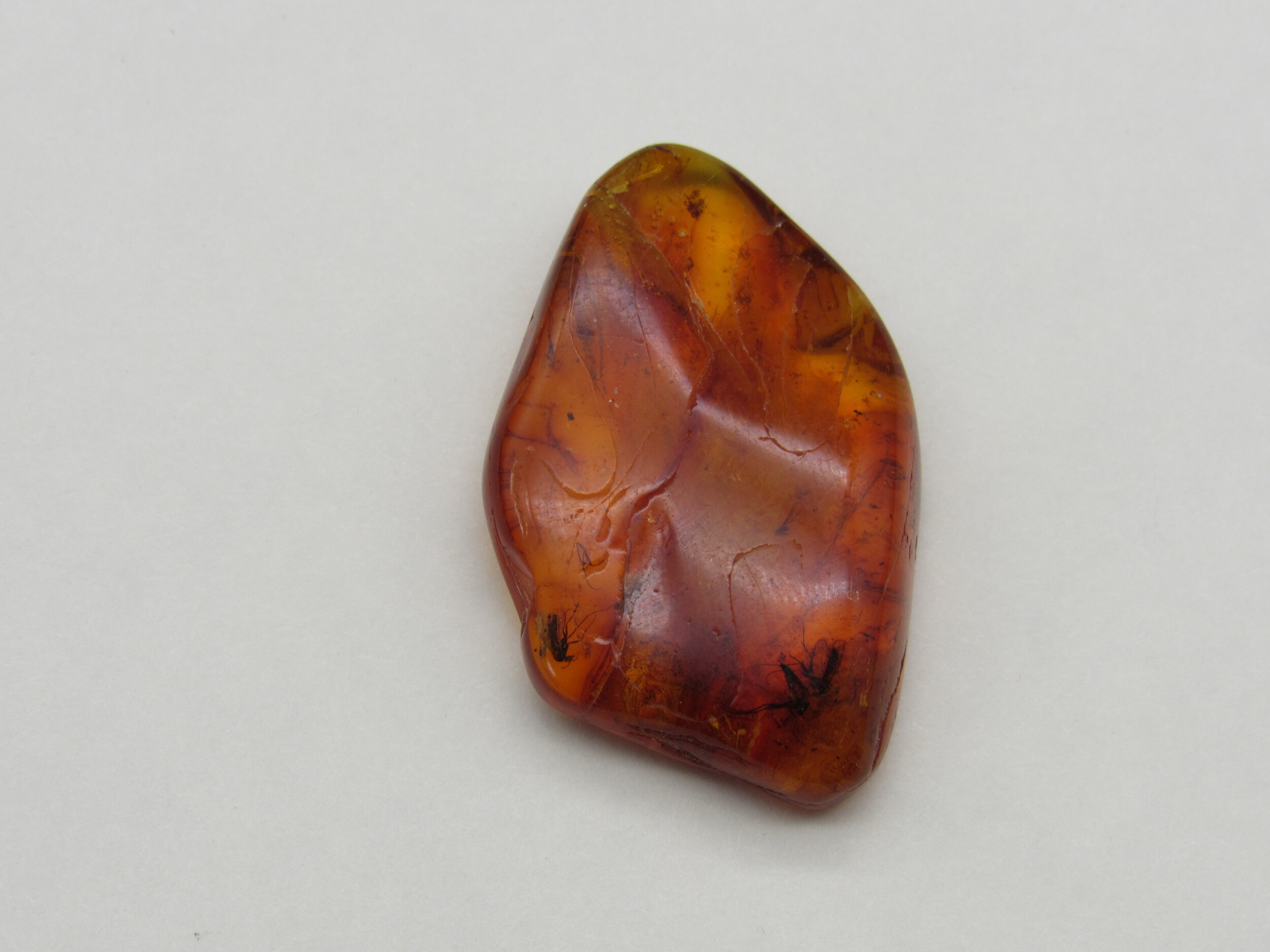 Insect in Amber - Lithuania