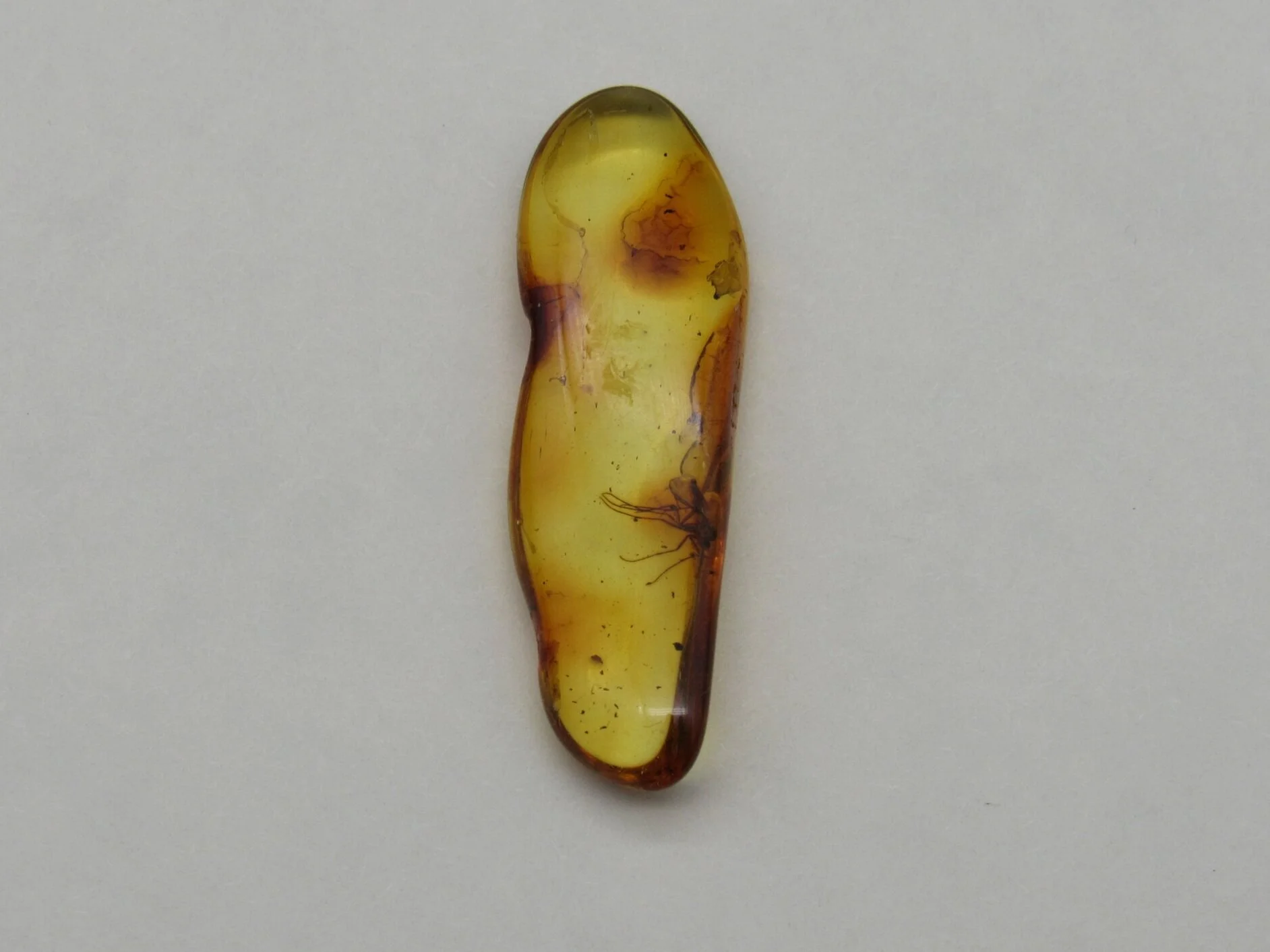 Insect in Amber - Lithuania