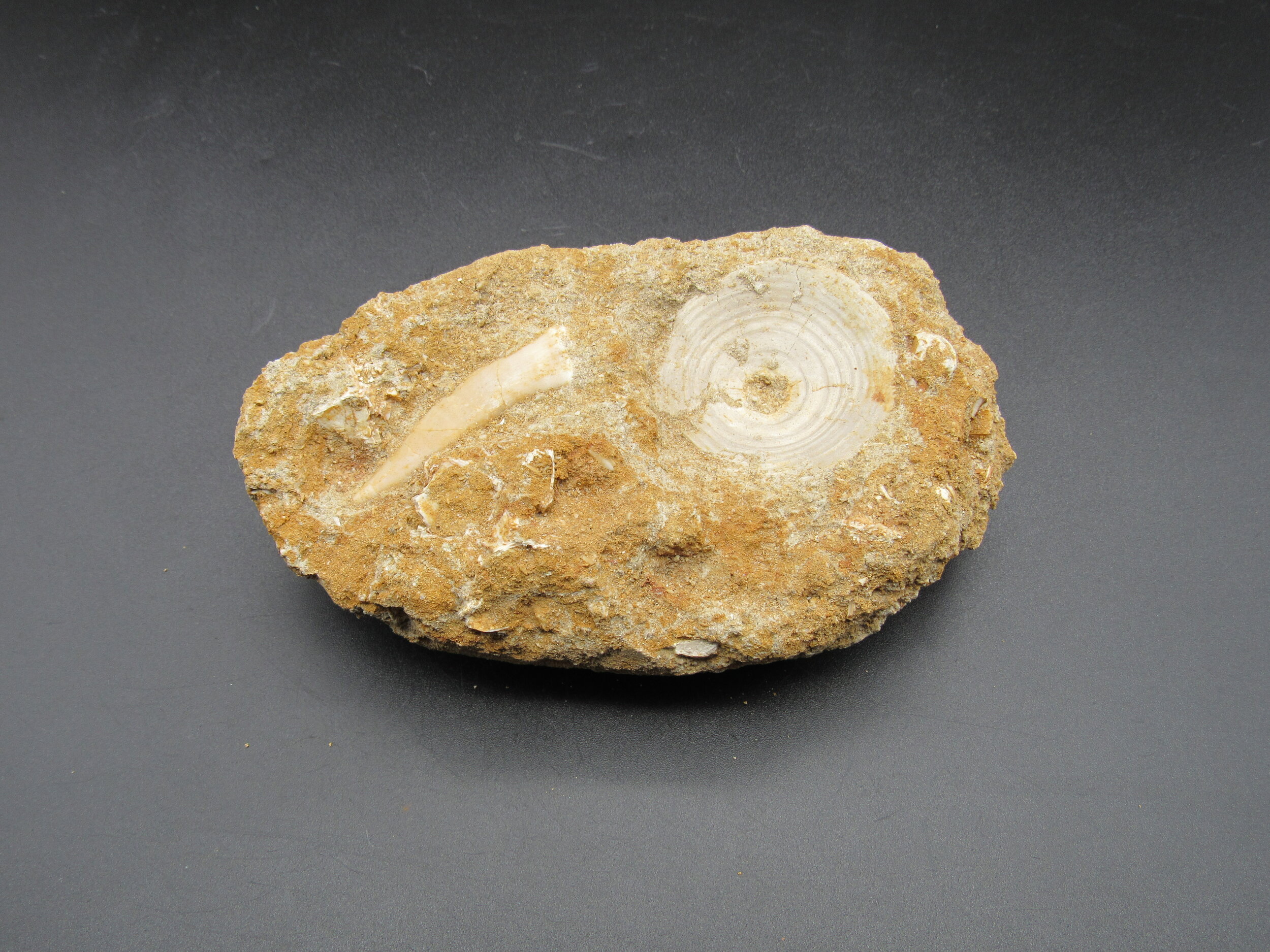 Enchodus Tooth &amp; Fish Vertebrae - Morocco