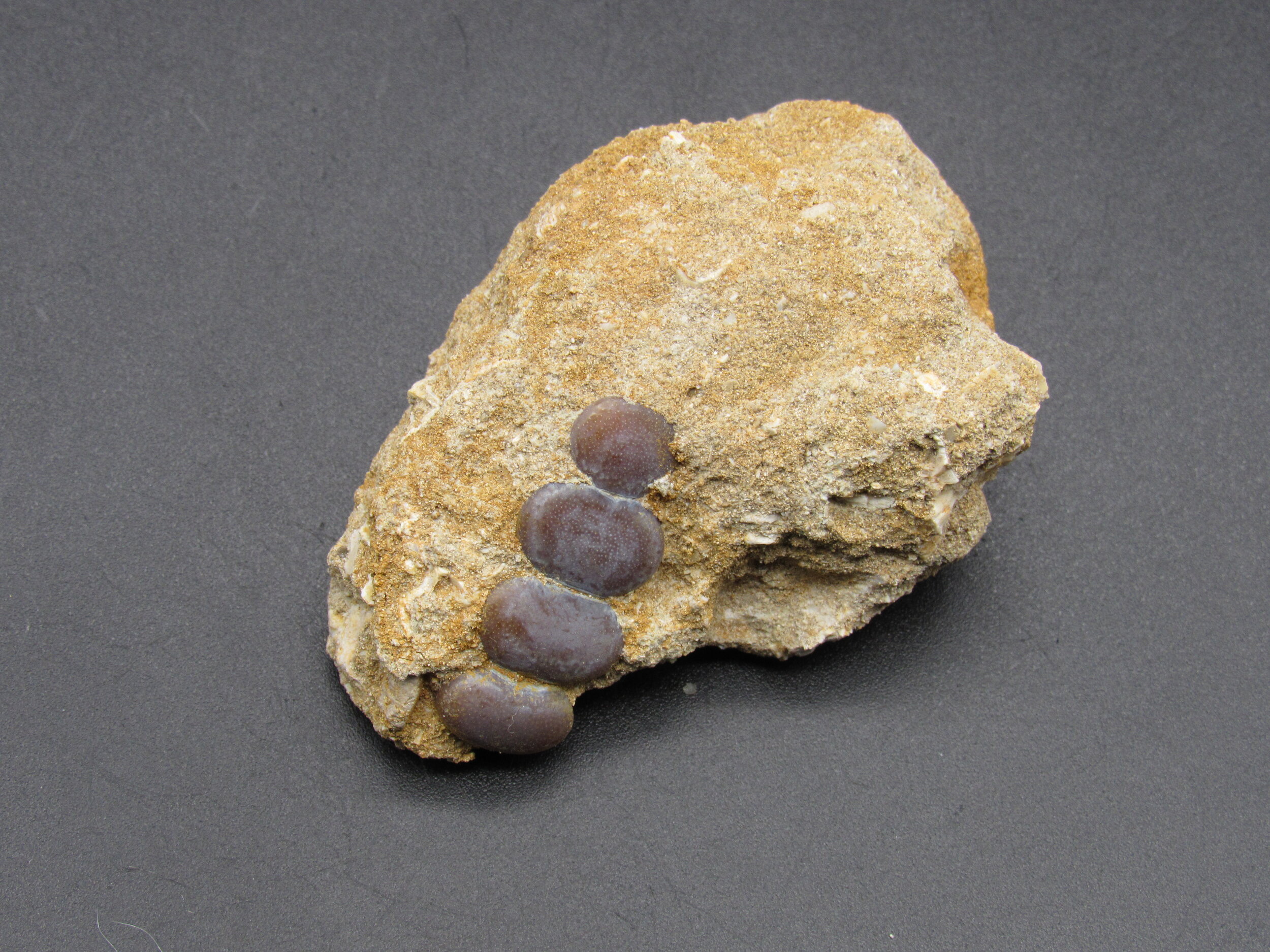 Pycnodus Crushing Mouth Plate - Morocco