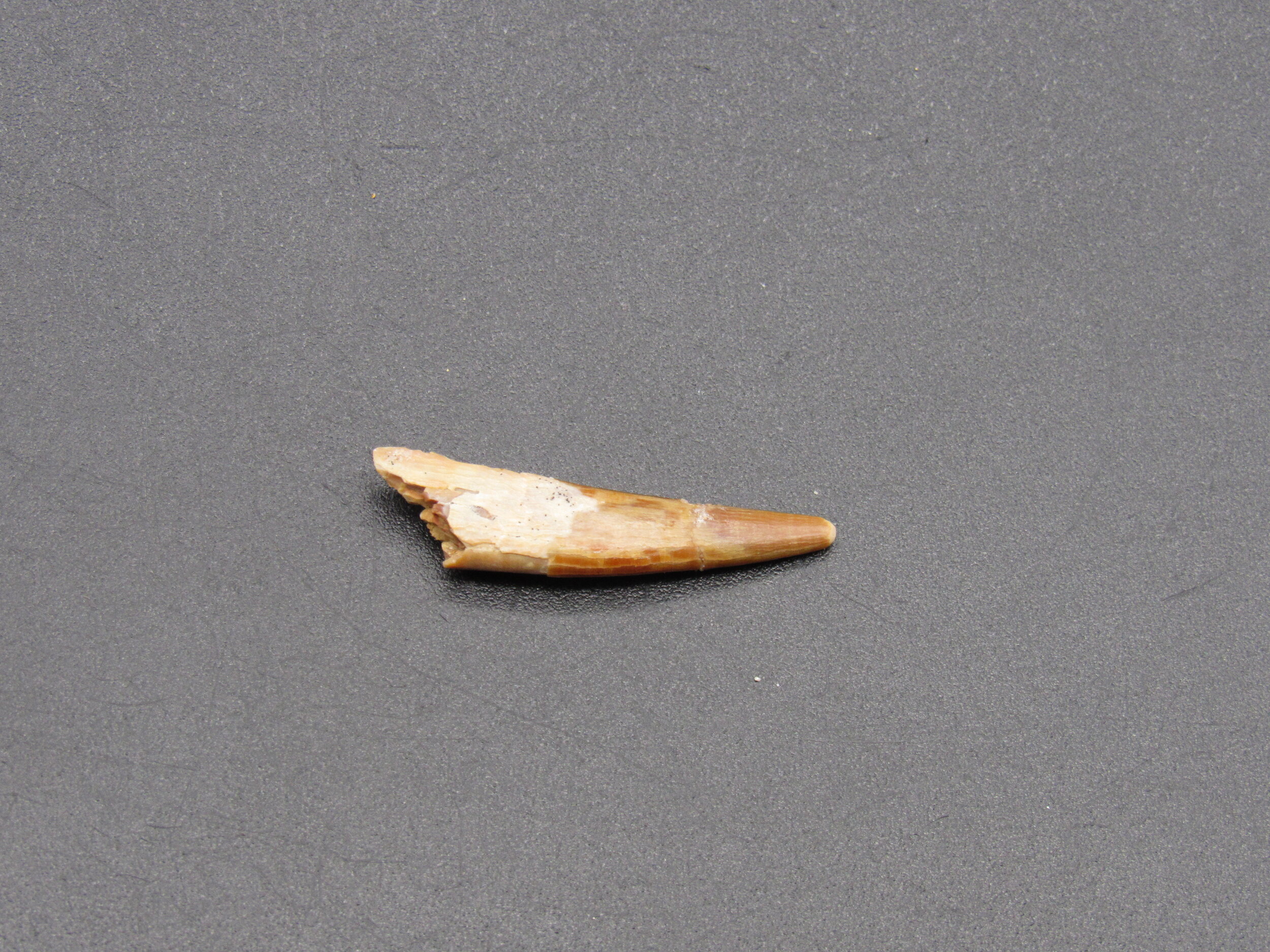 Pterosaur Tooth - Morocco