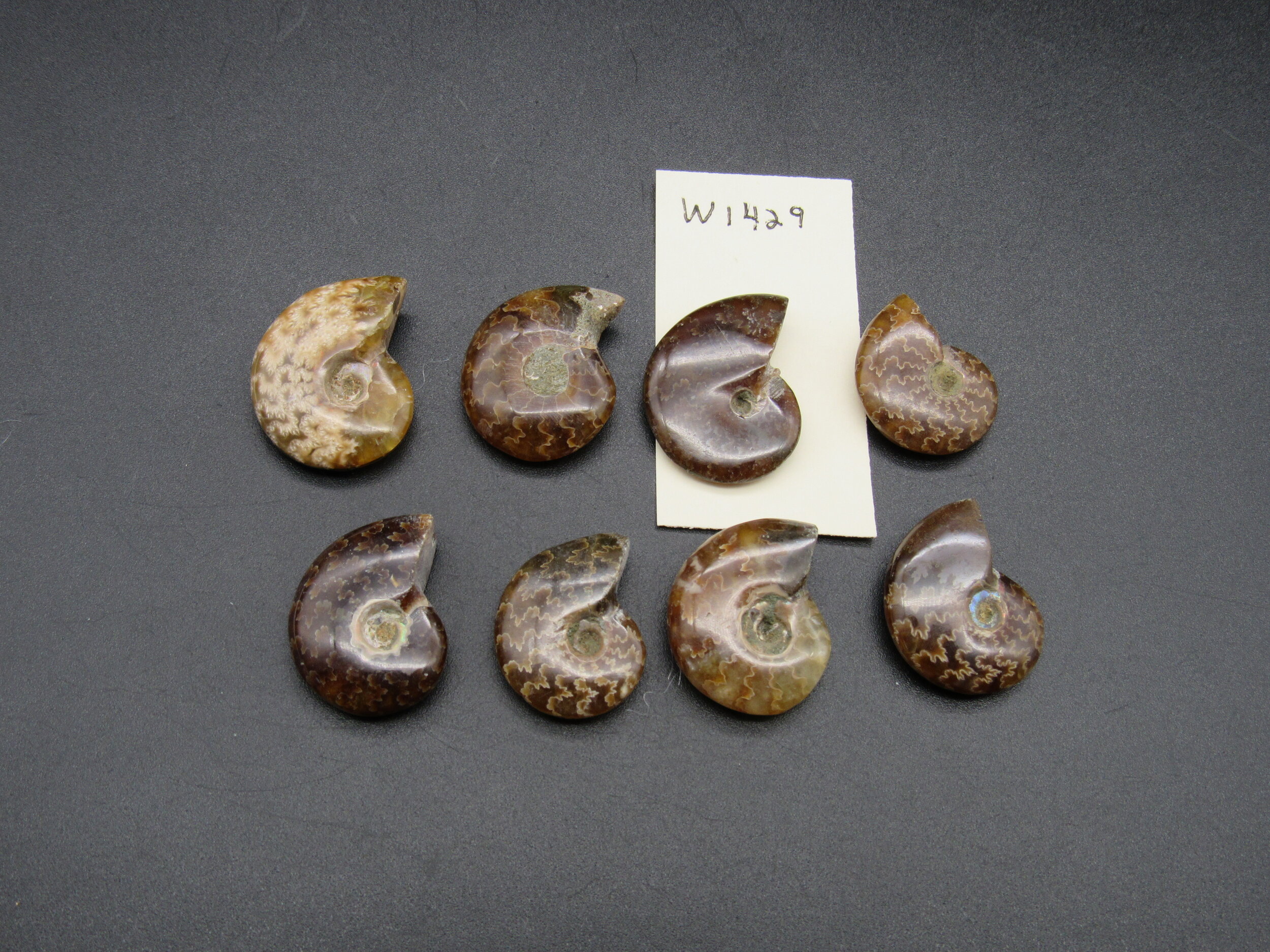 Ammonites (8 pieces)  - Madagascar