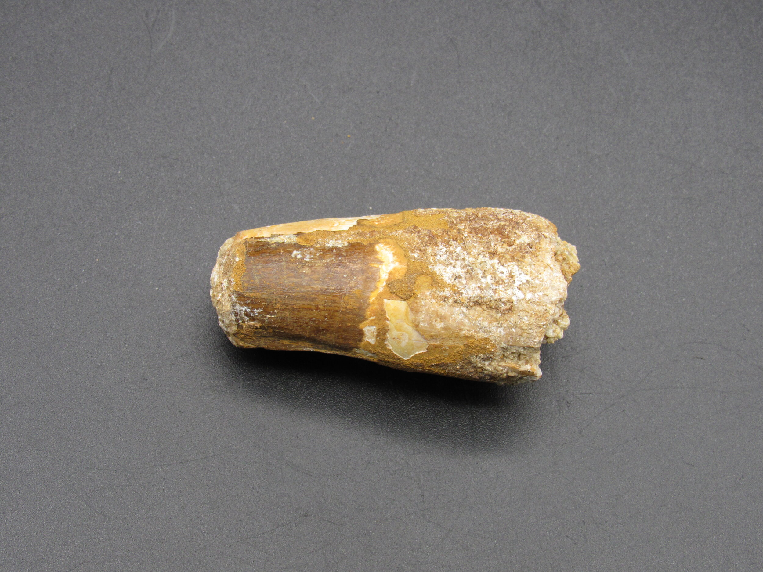 Spinosaurus Tooth  -  Morocco