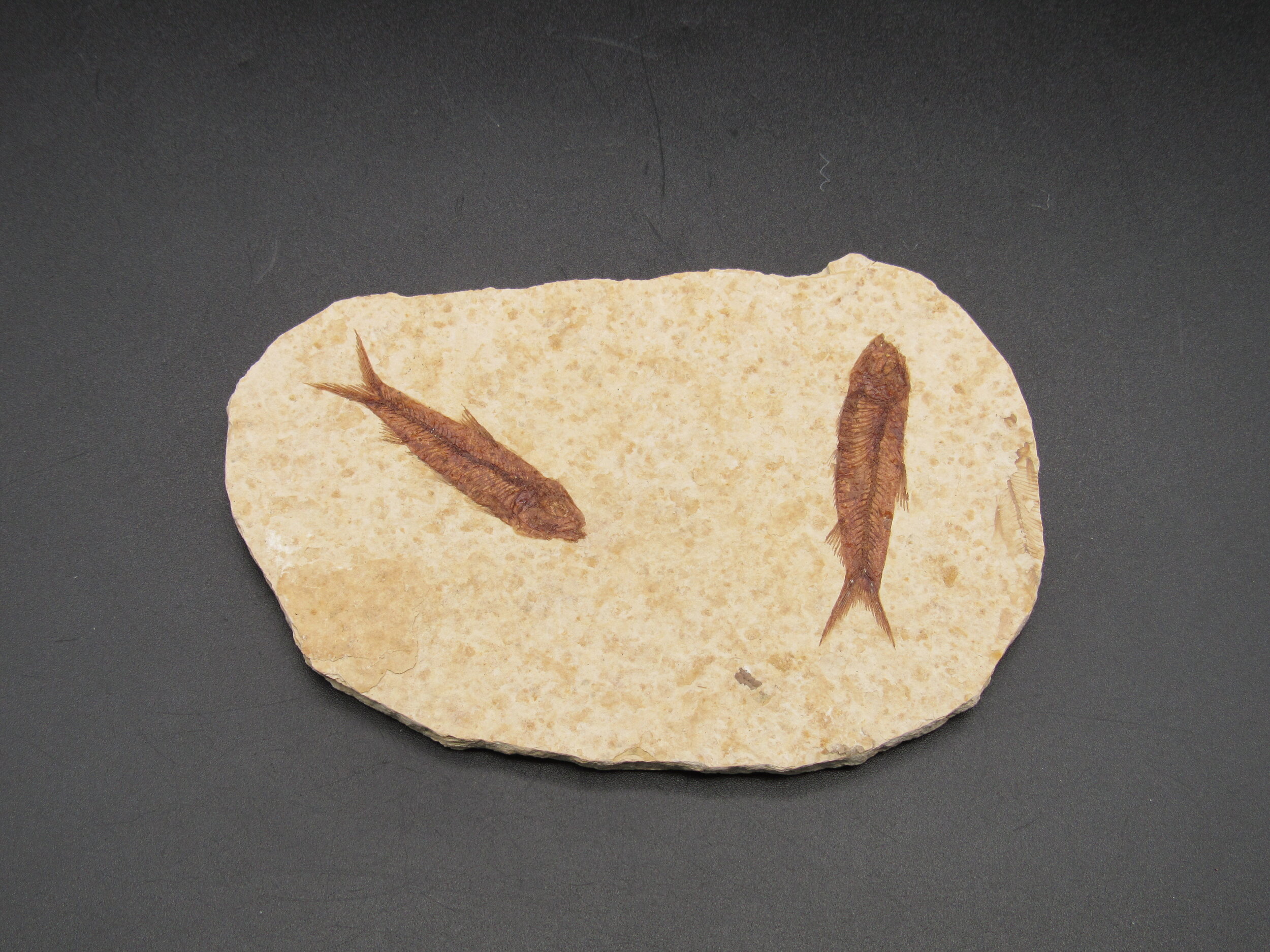 Fossil Knightia Fish - Wyoming