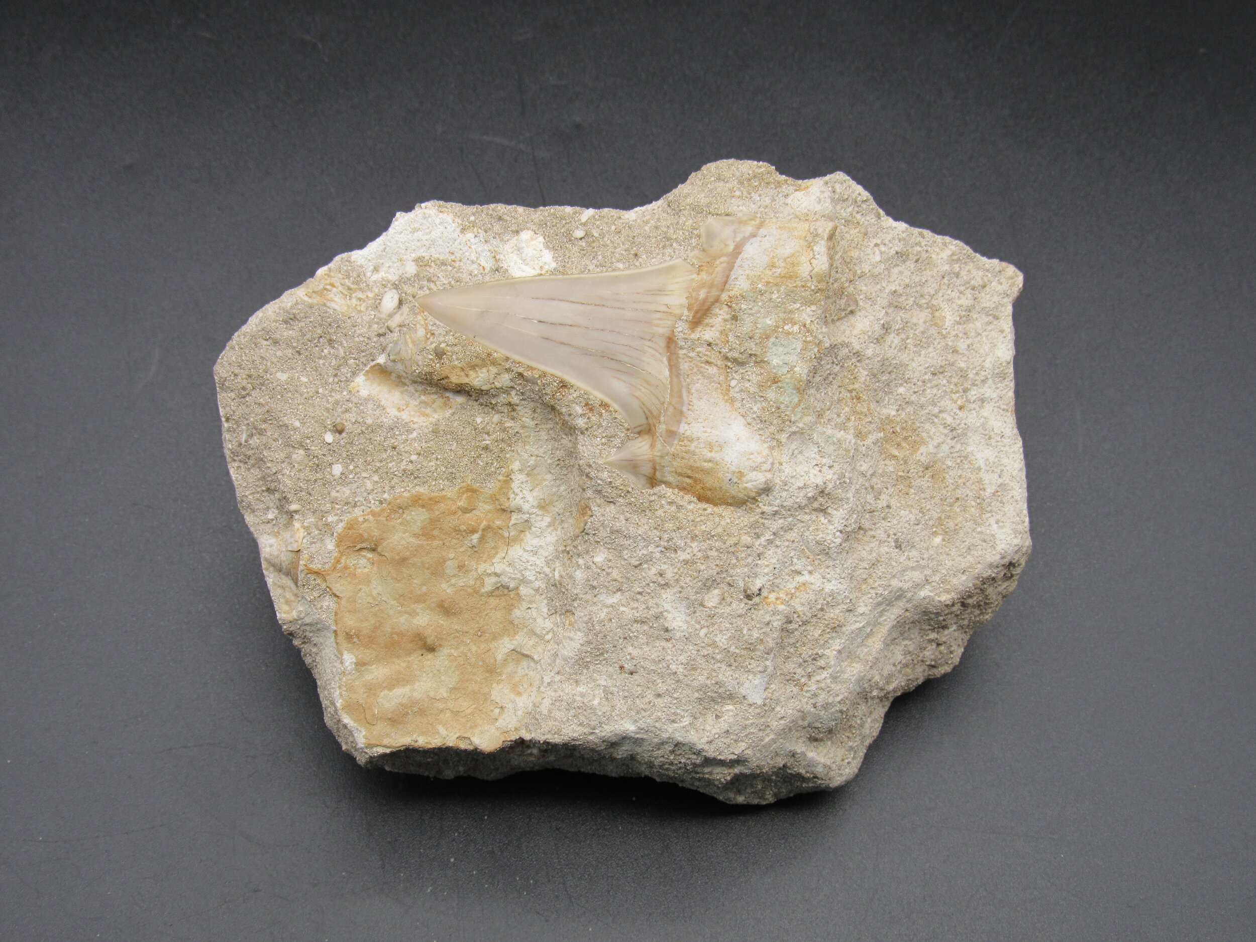 Otodus Fossil Sharks Tooth in Matrix - Morocco