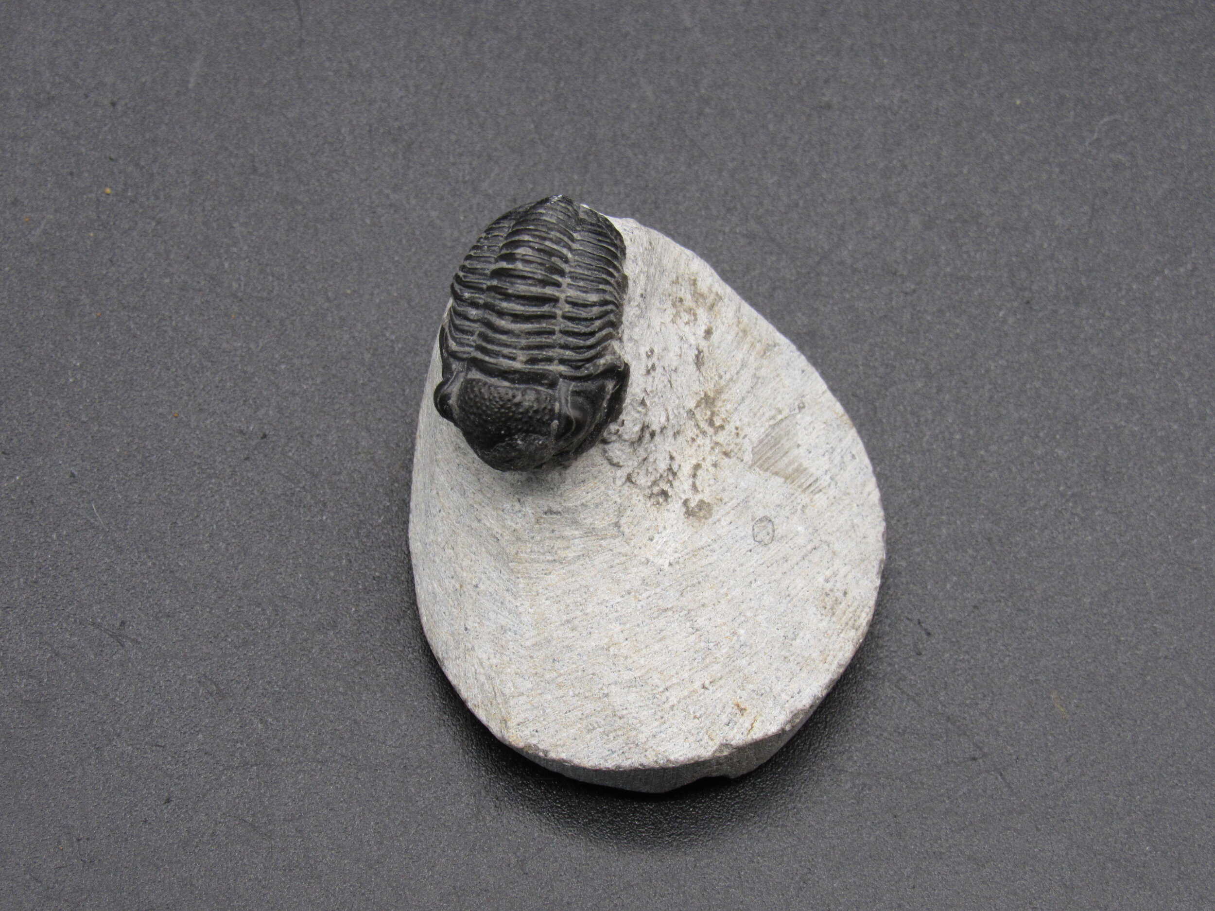 Proetus Trilobite  - Morocco