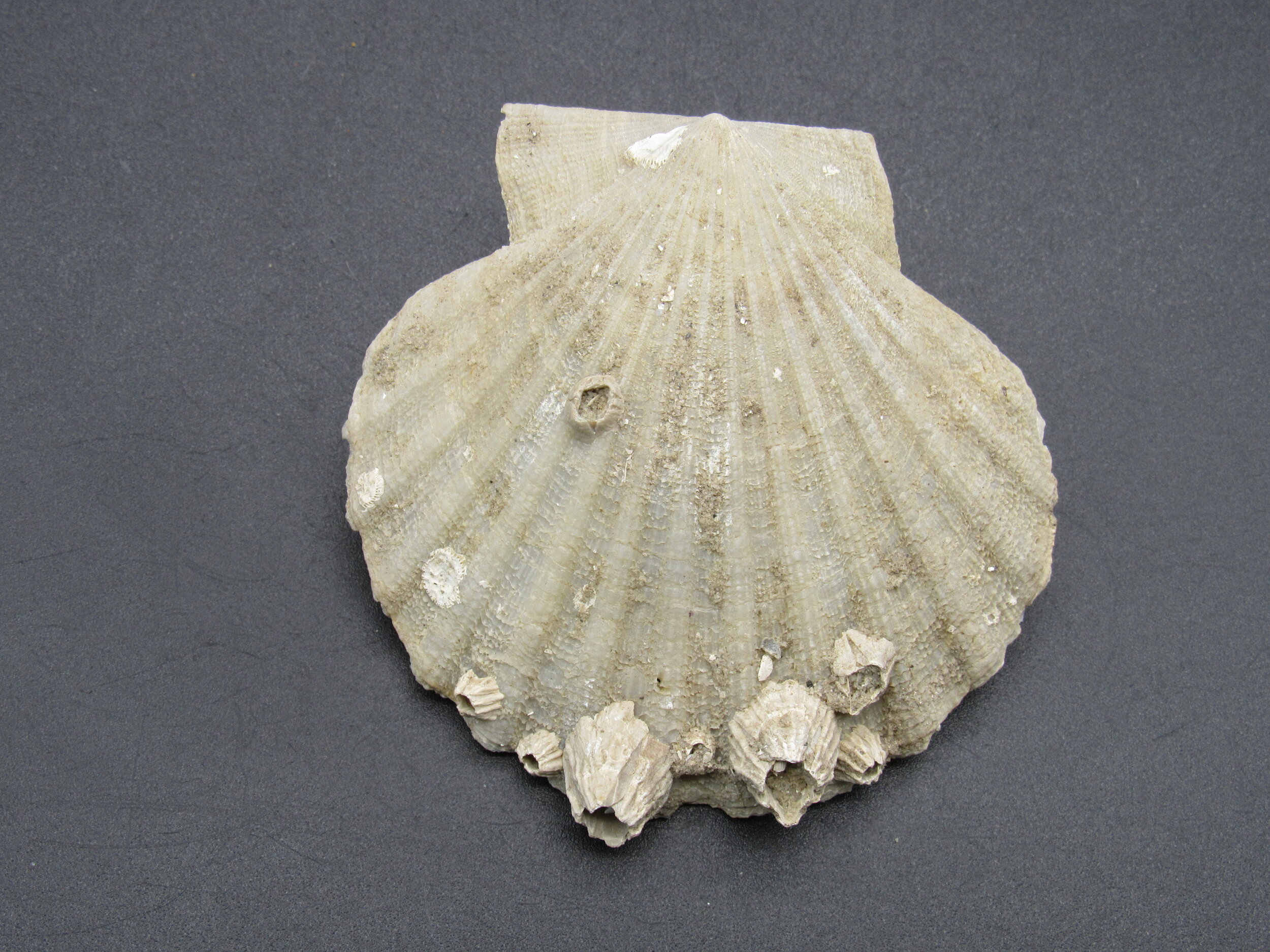 Balanus concavus on Chesapecten  - Maryland