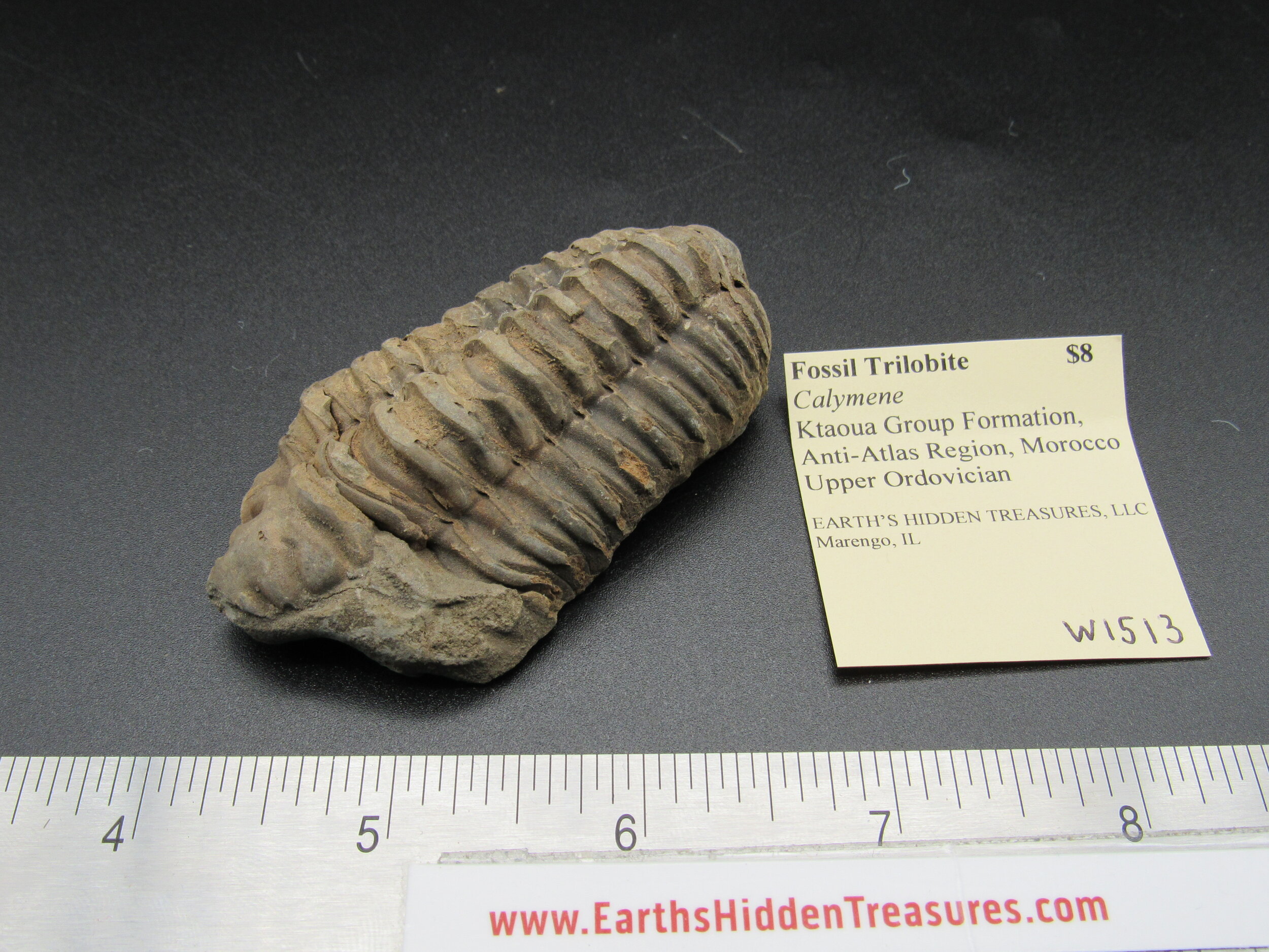 Trilobite (Calymene)  -  Morocco