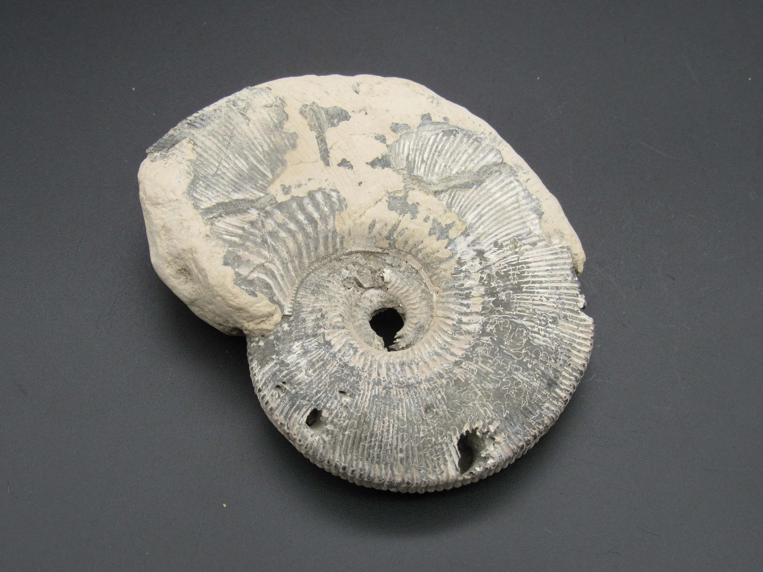 Ammonite (Pyritized)  - Russia