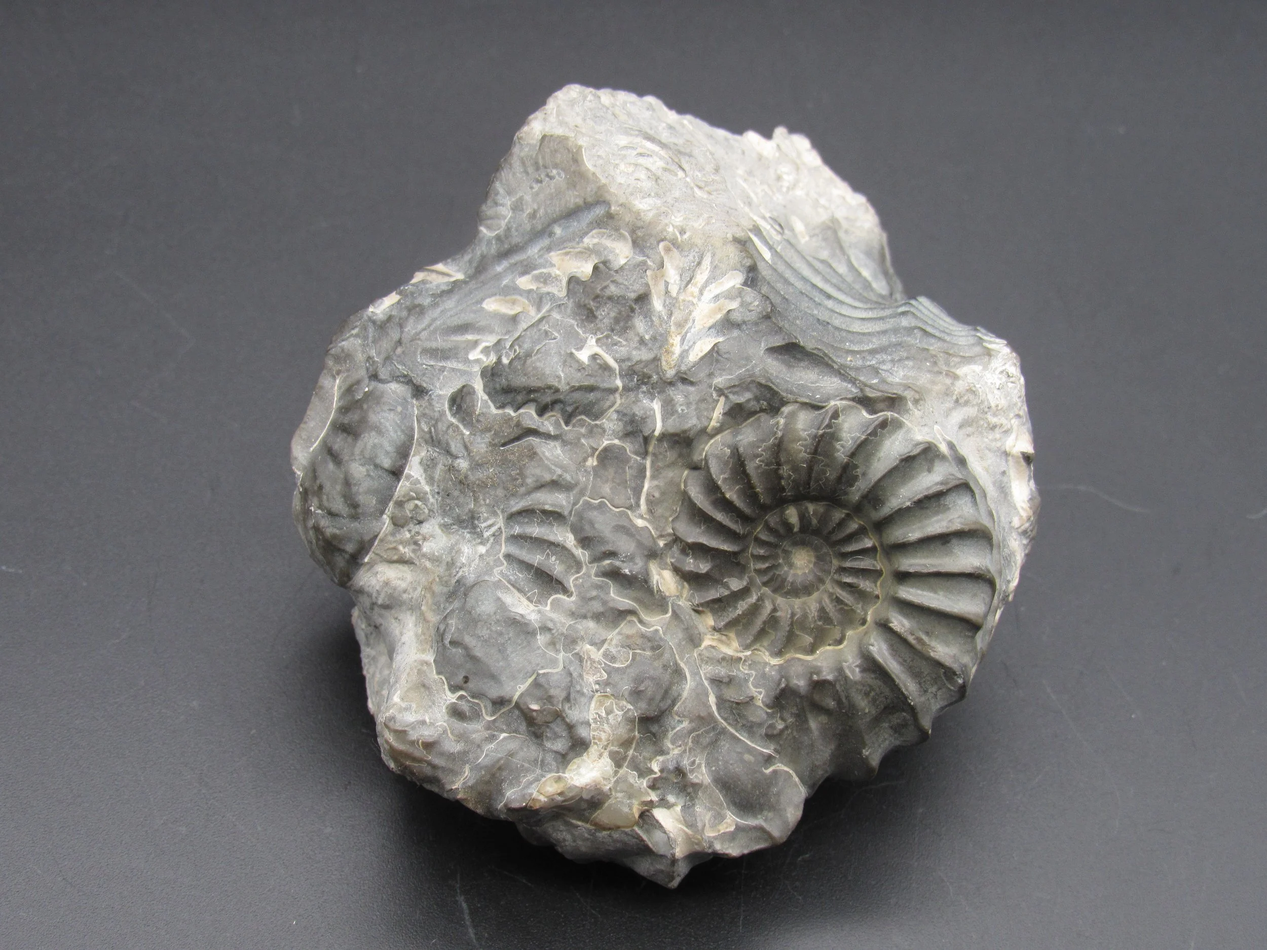 Ammonite (Pyritized)  - Germany