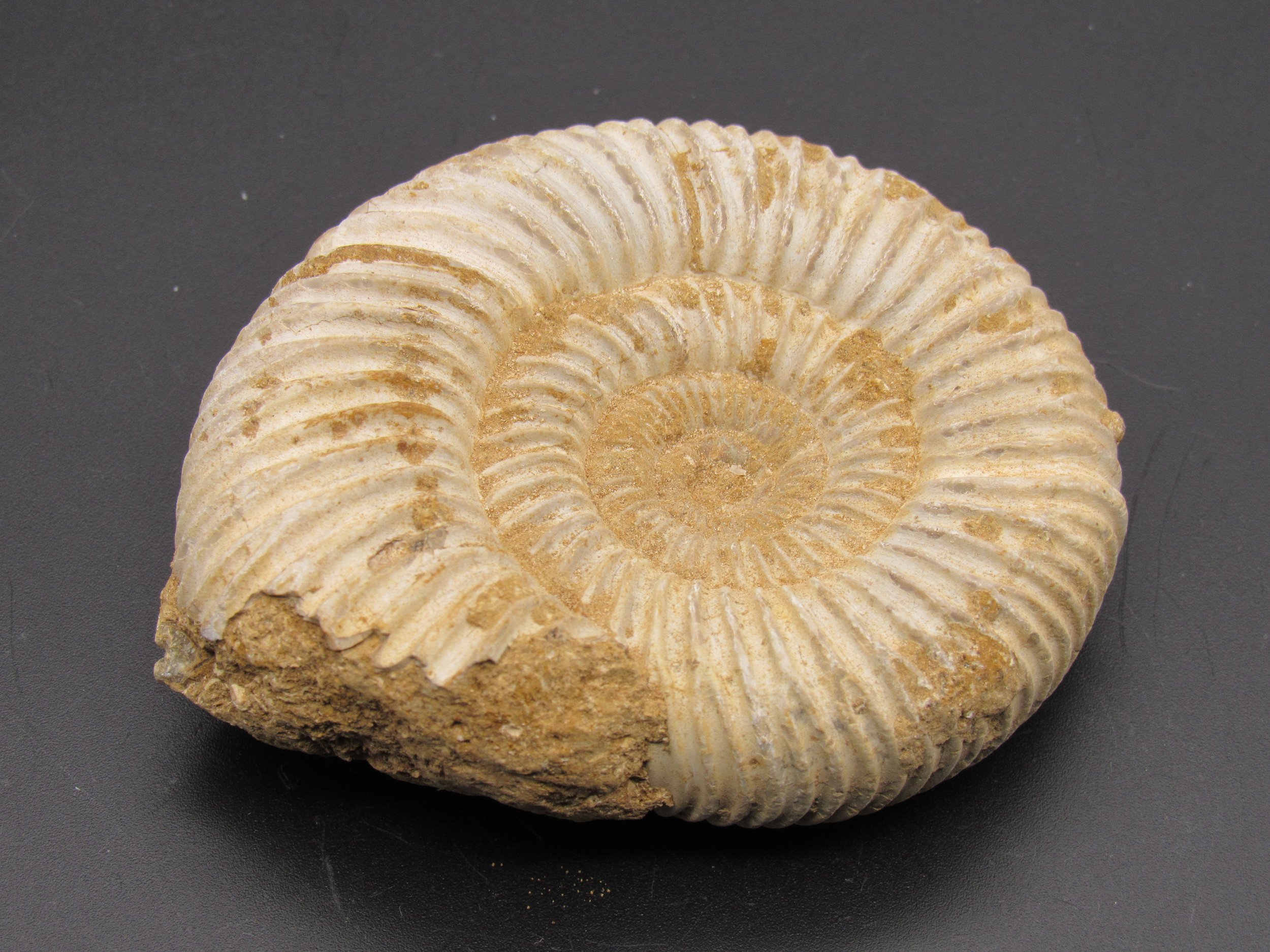 Ammonite  - Madagascar