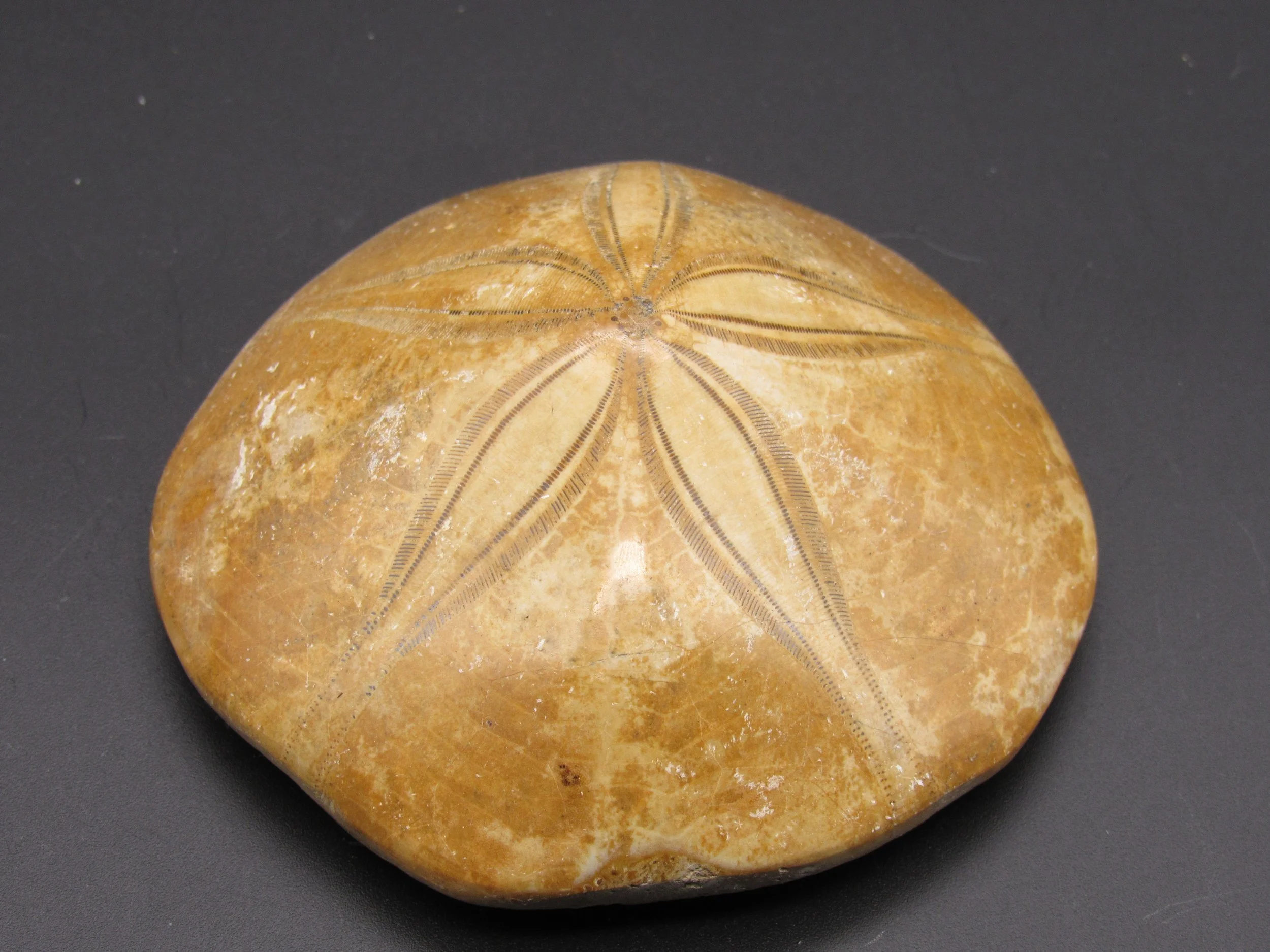 Fossil Sand Dollar  - Madagascar