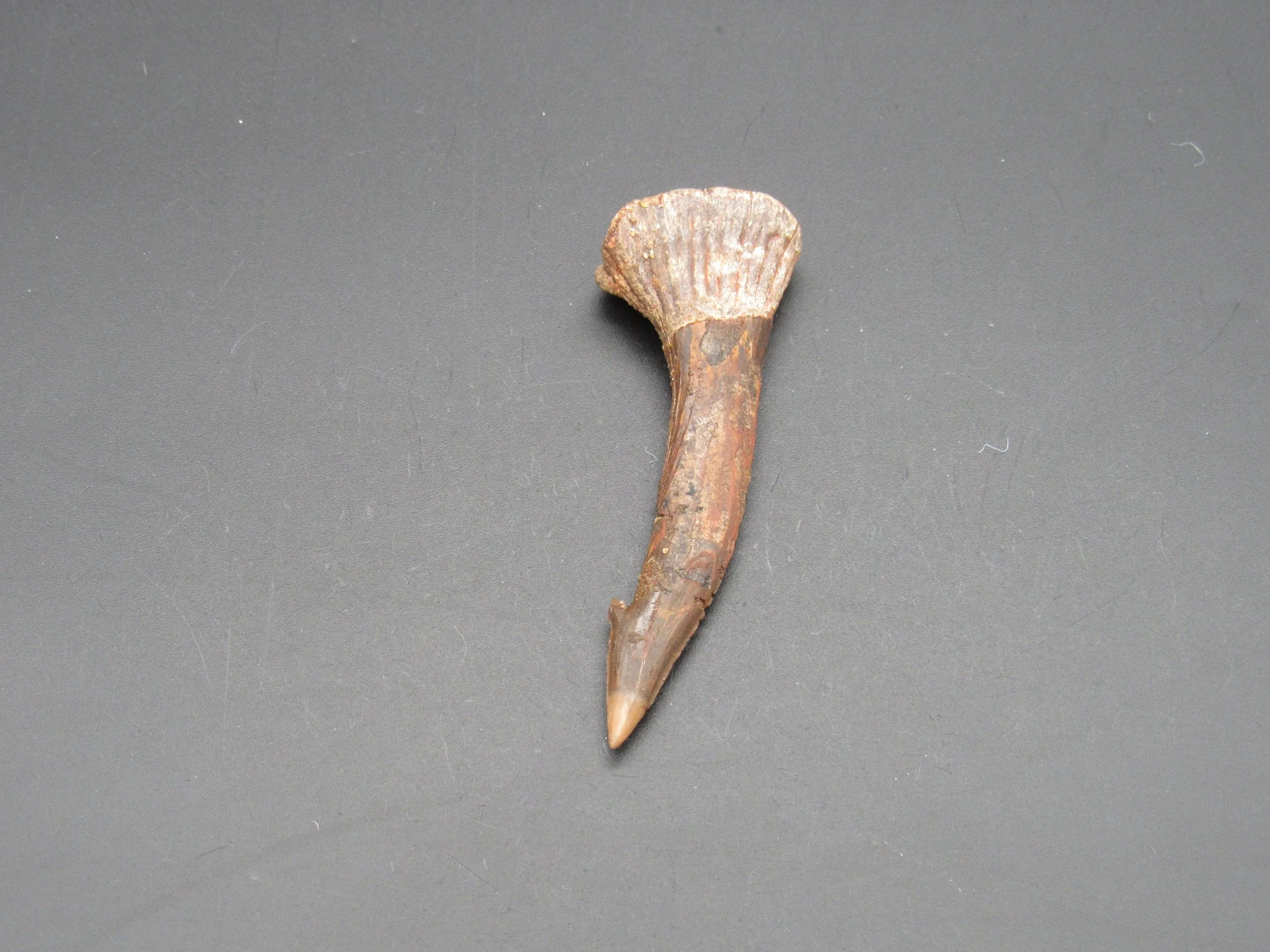 Rostral Barb/Tooth of a Sawfish - Morocco (Copy)