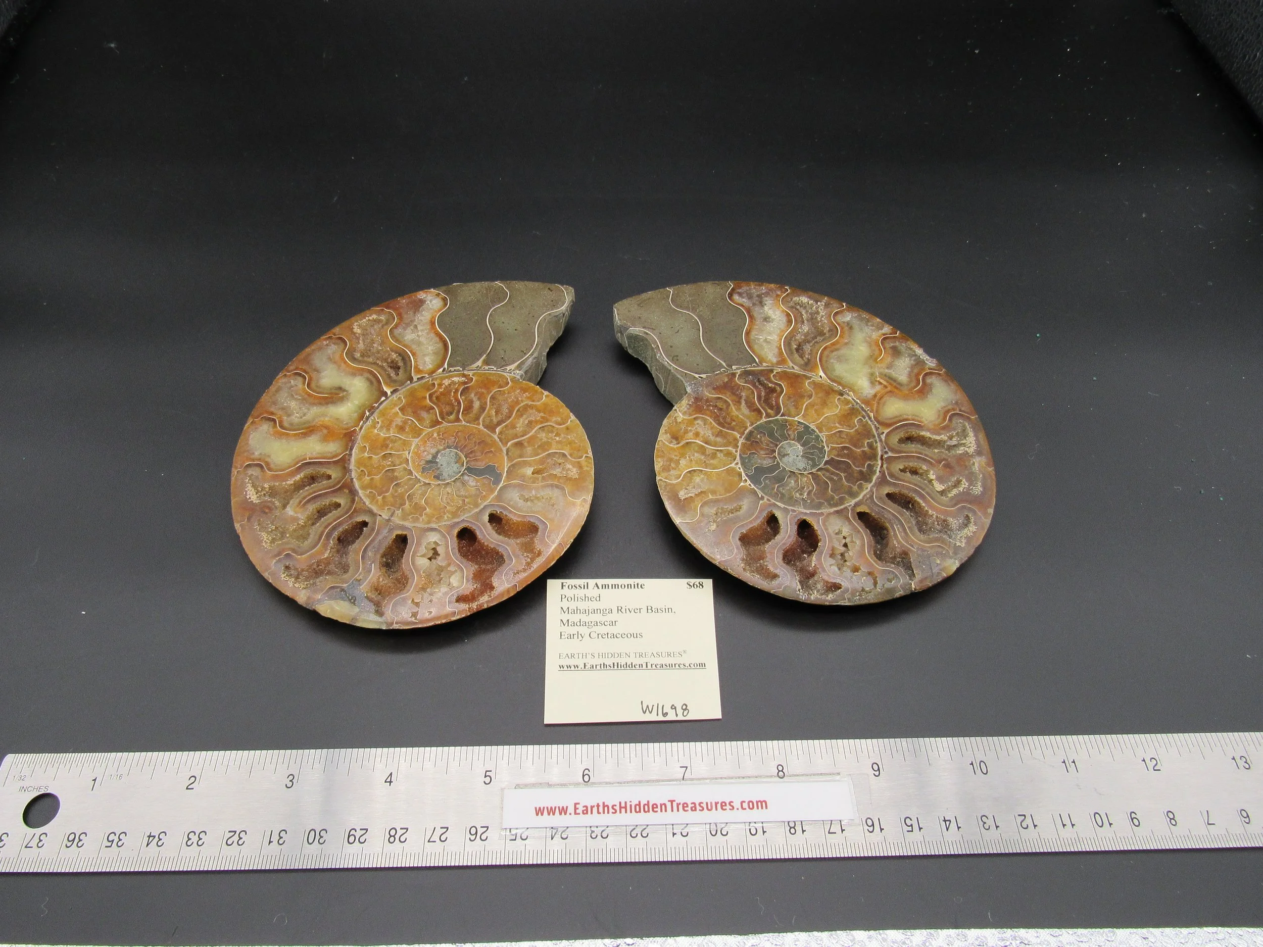 Ammonite - Madagascar