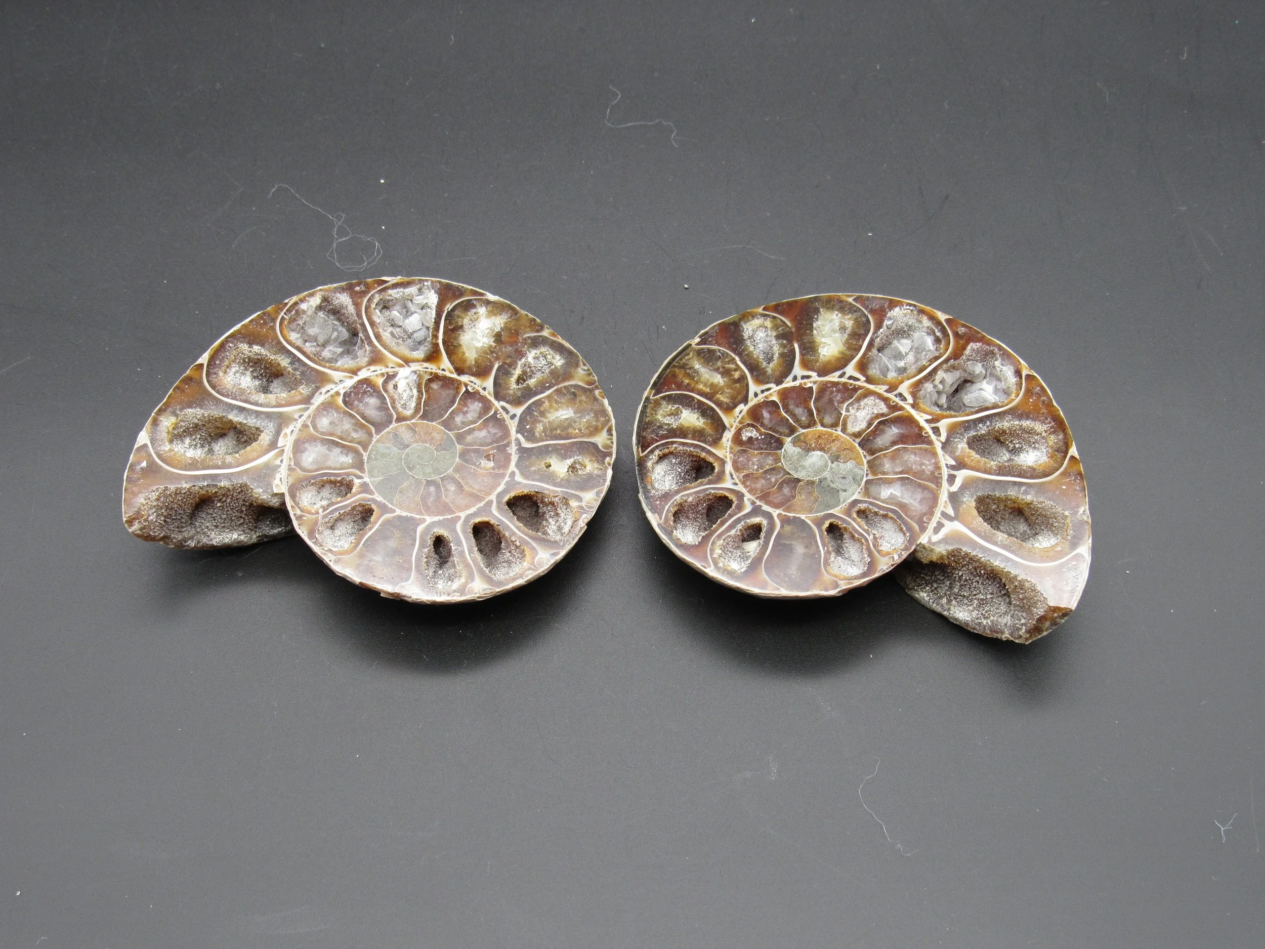 Ammonite - Madagascar (Copy)