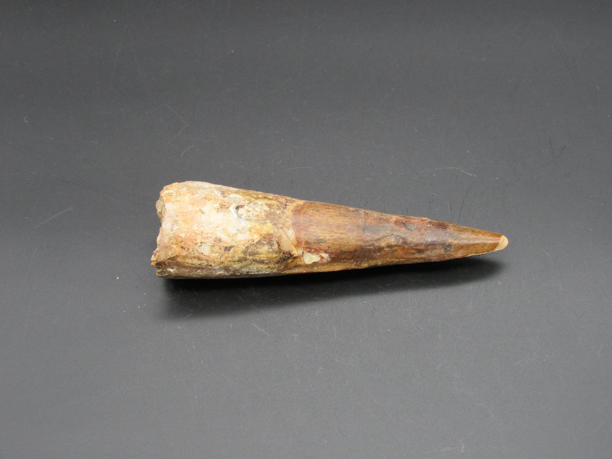 Spinosaurus Tooth  -  Morocco