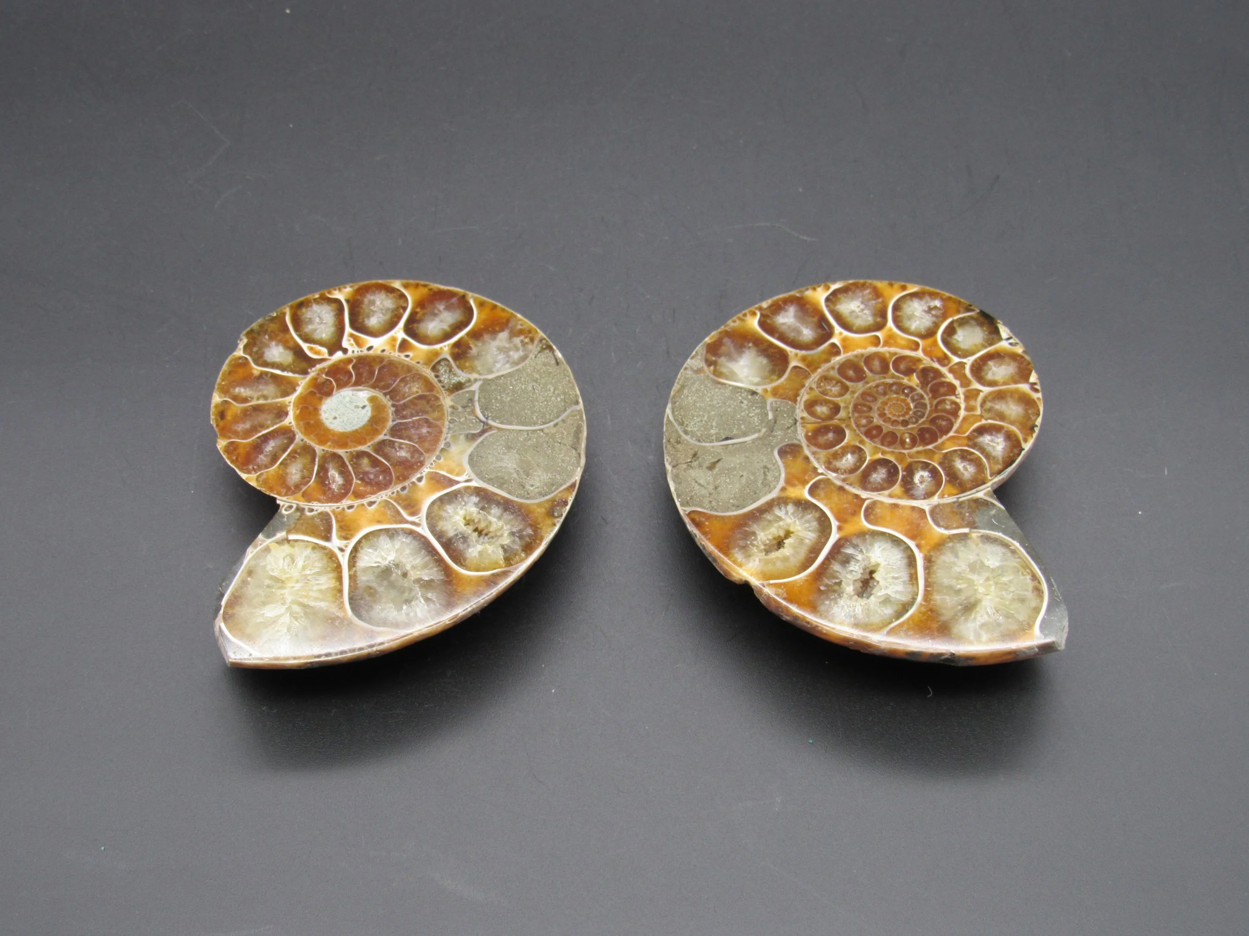 Ammonite - Madagascar