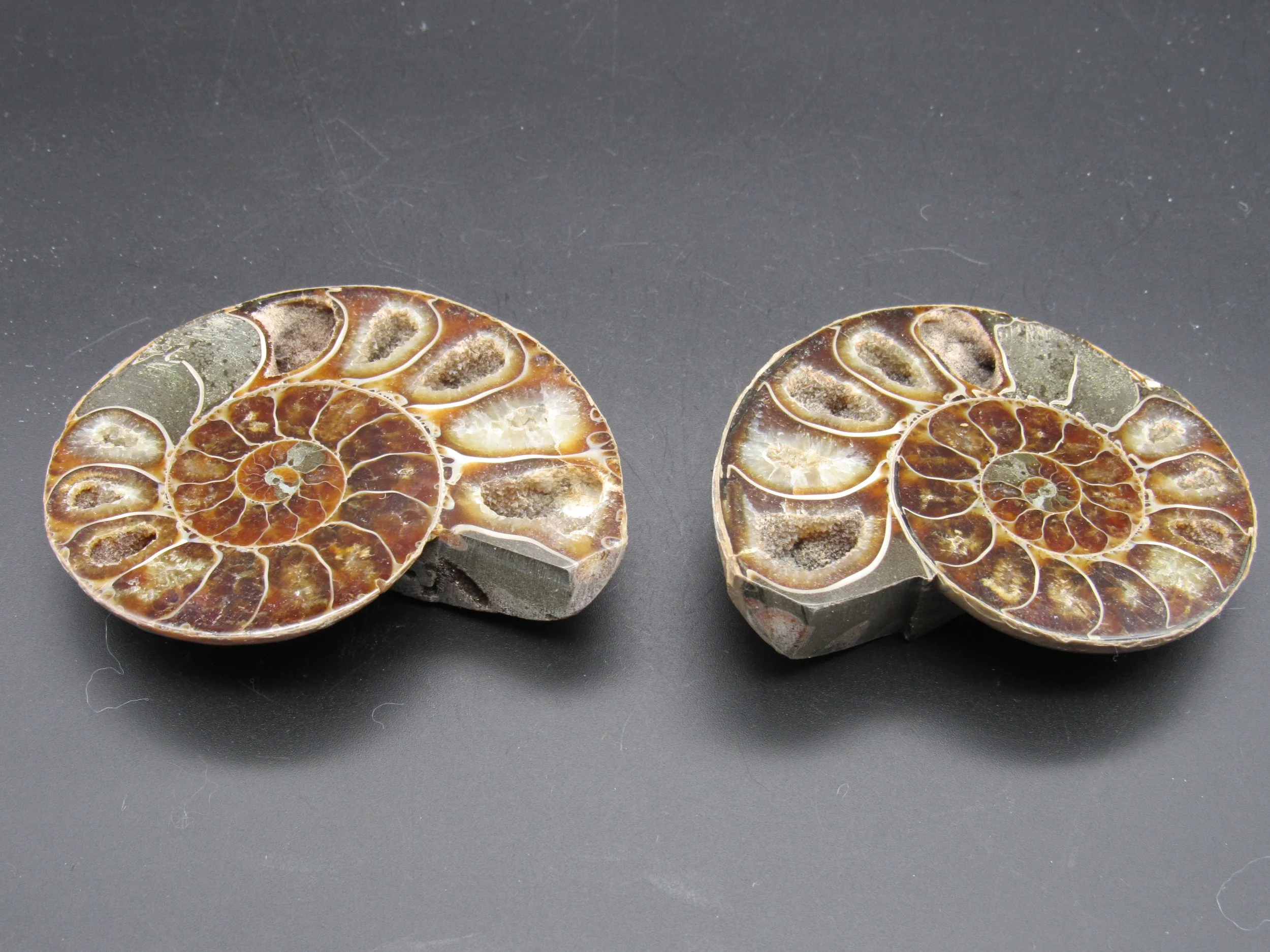 Ammonite - Madagascar