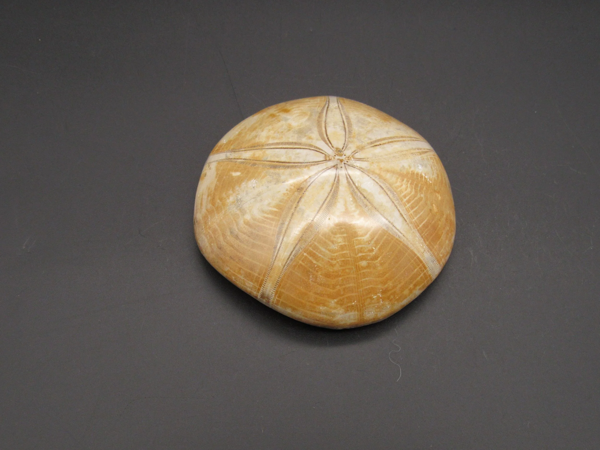 Sand Dollar - Madagascar